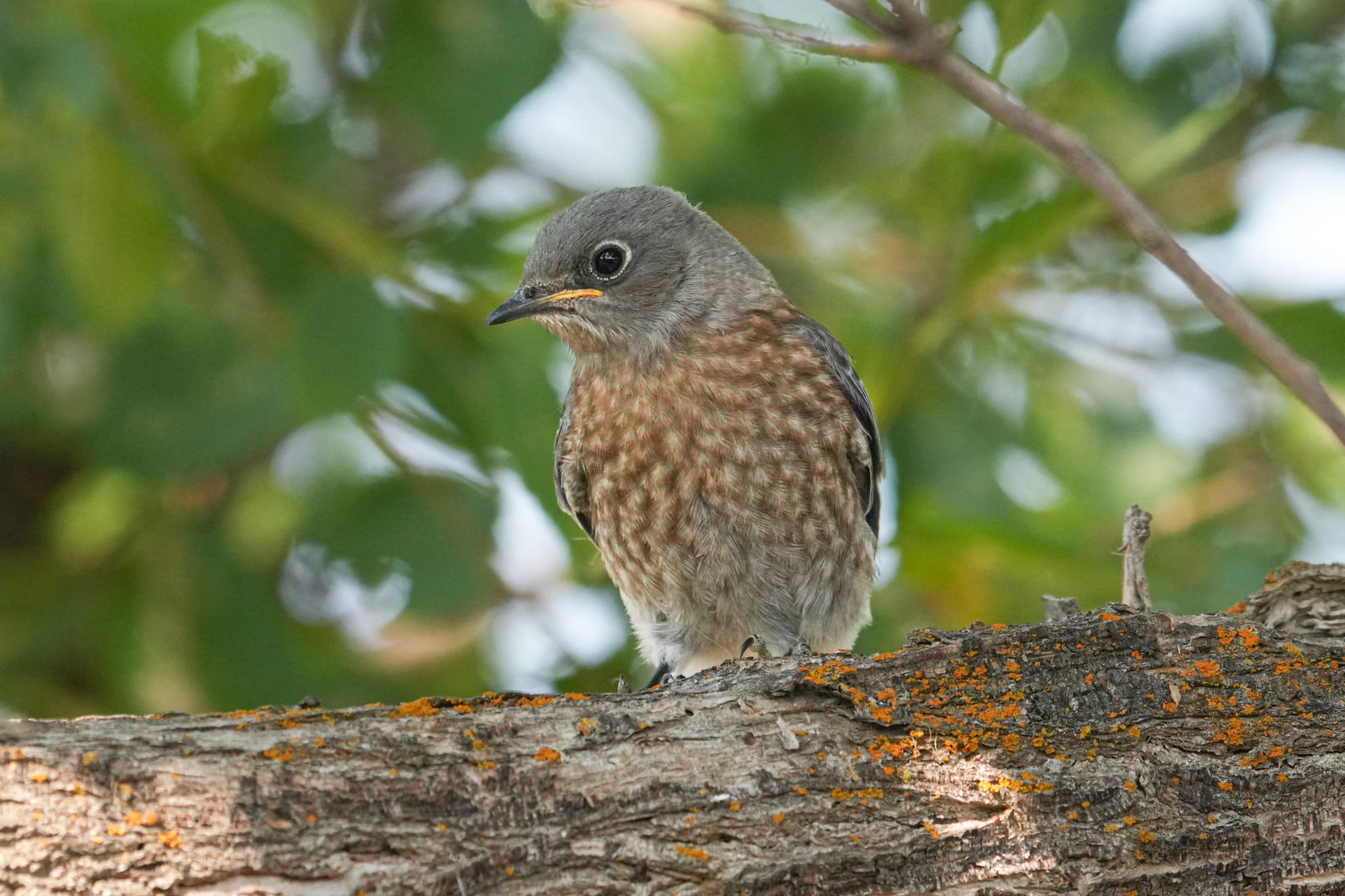 fledgling western bluebird