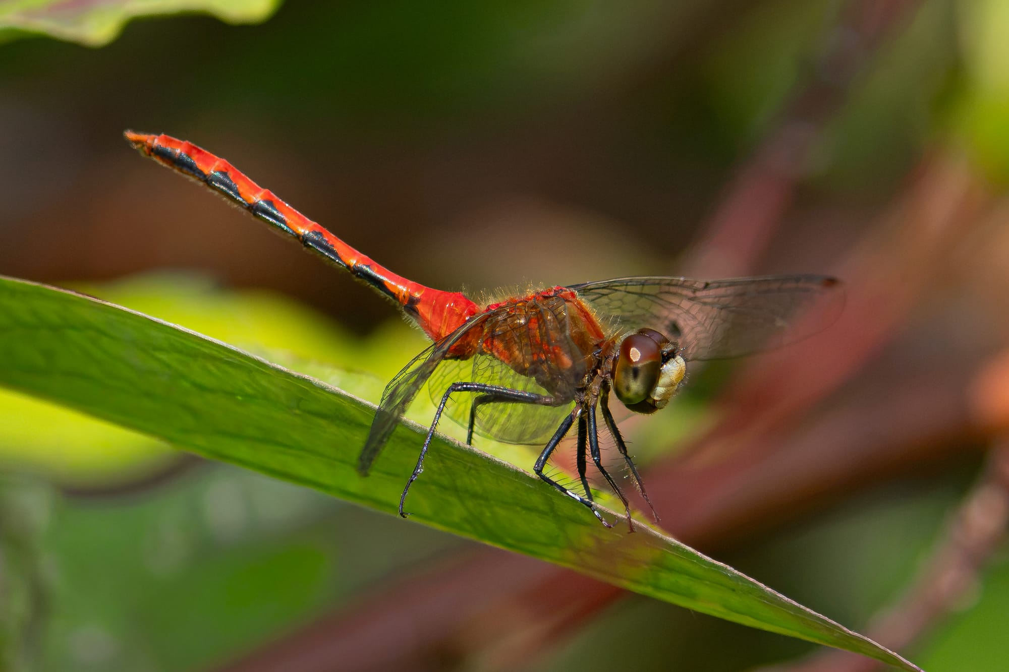 white-faced meadowhawk
