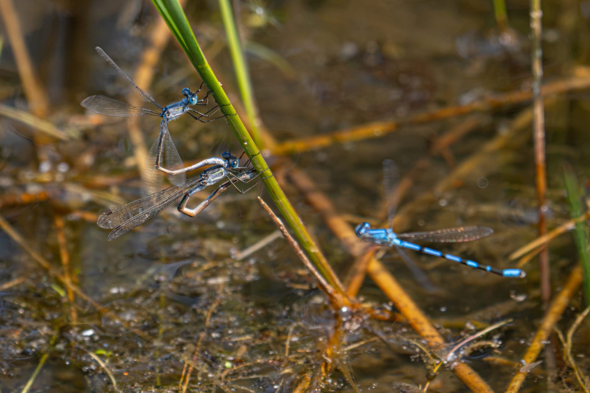 damselflies