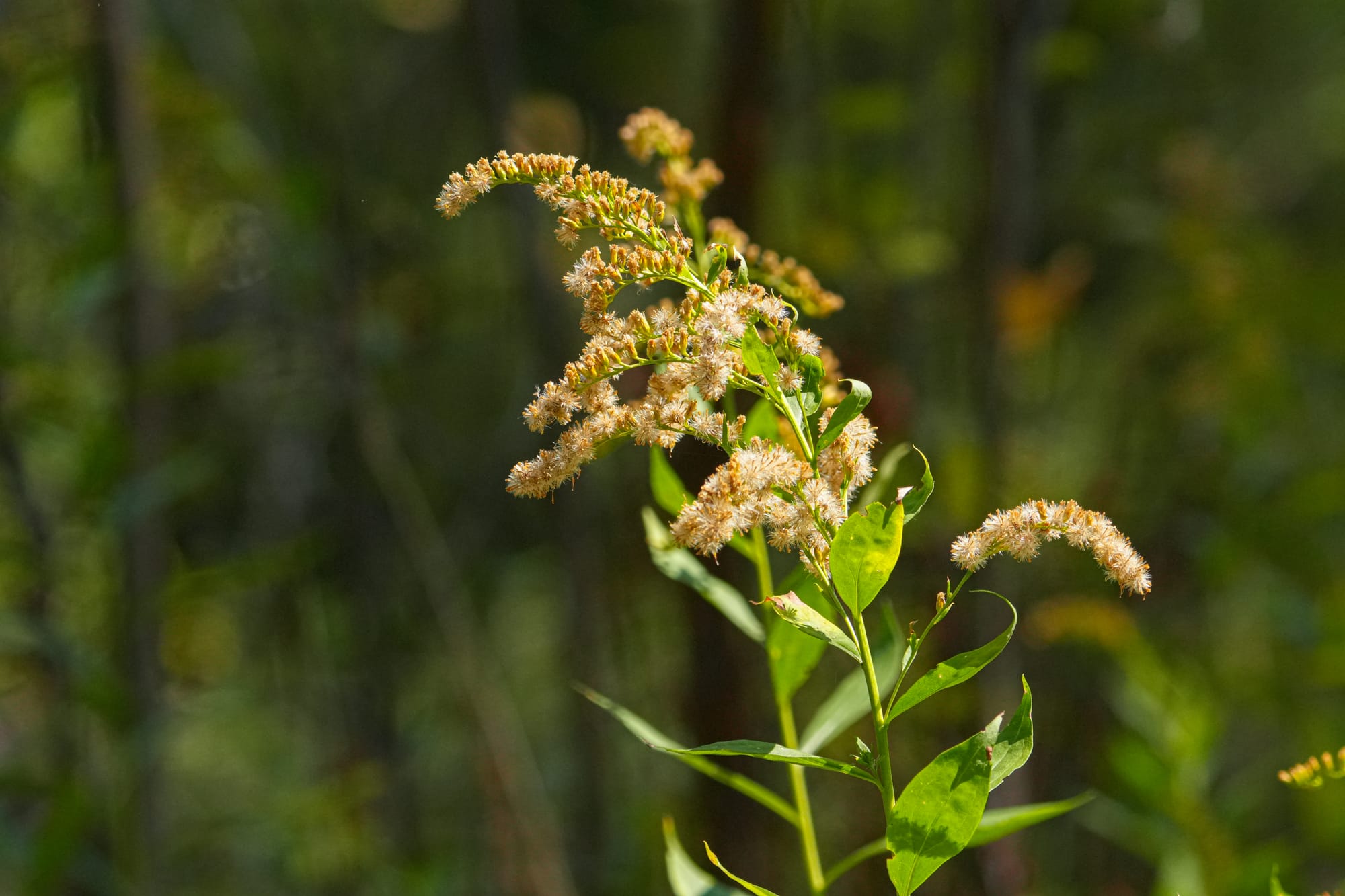 Canada goldenrod