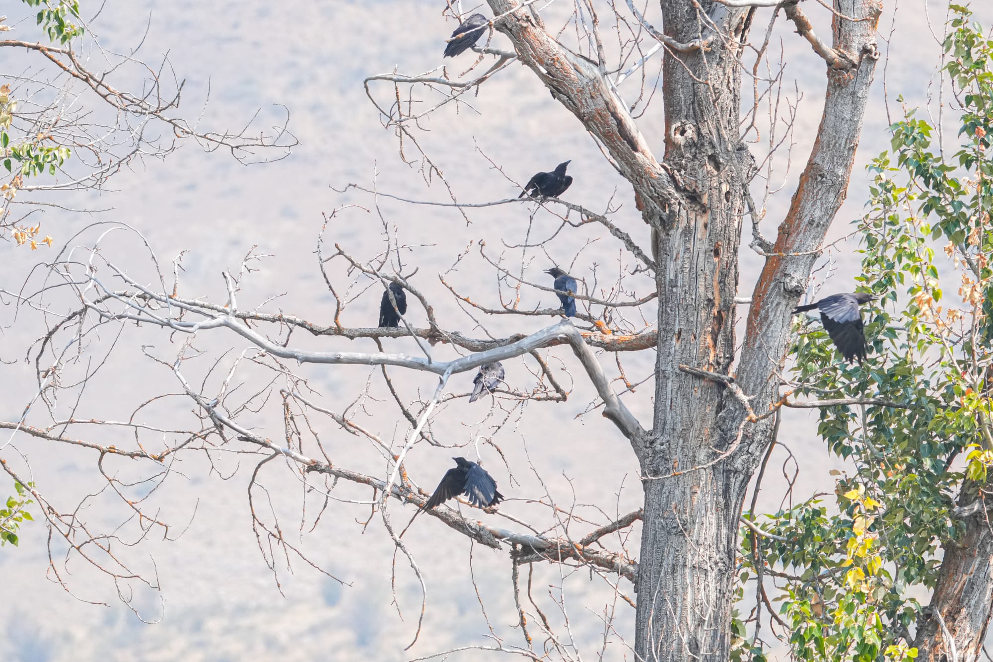 American crows