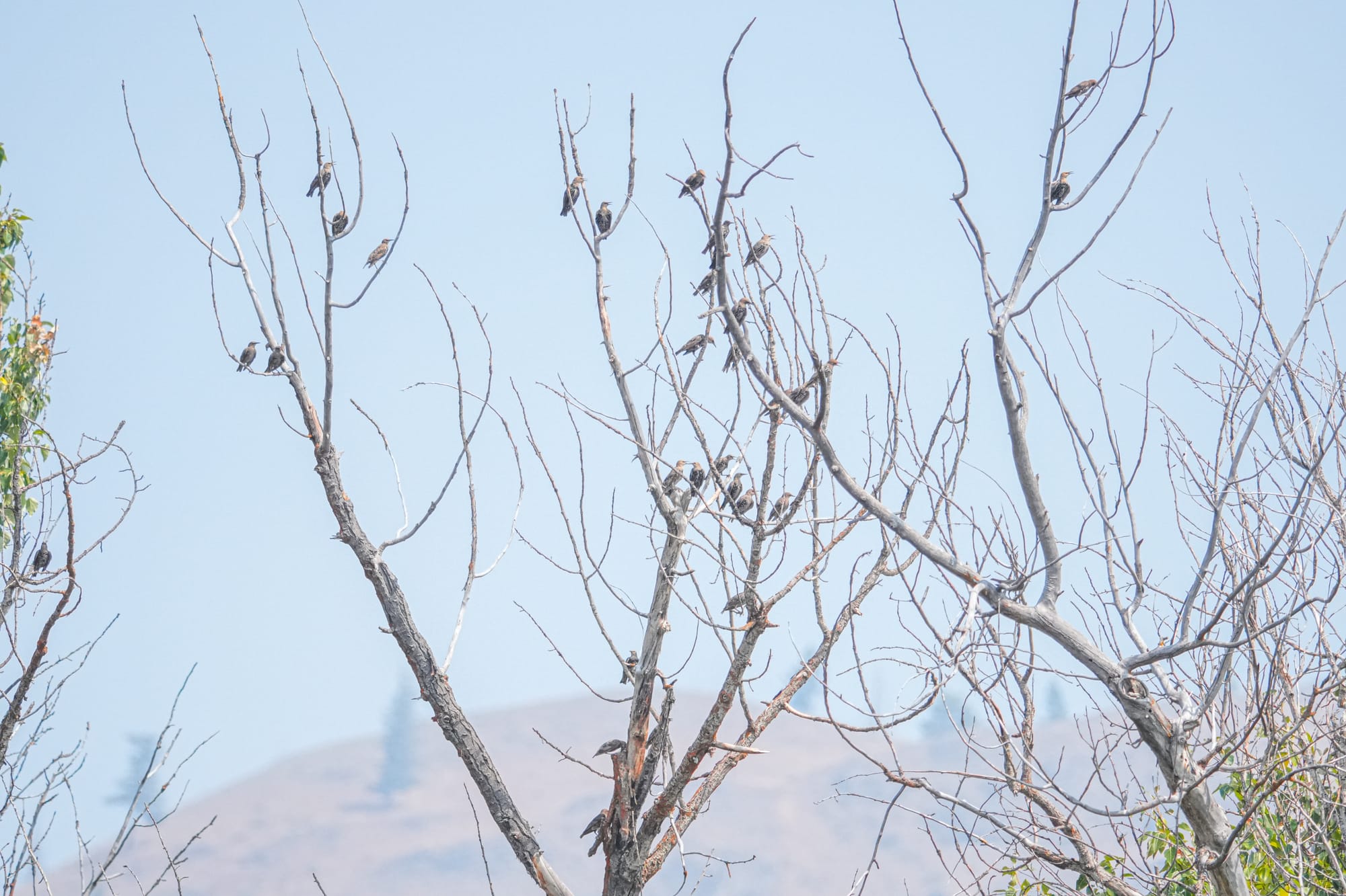 starlings