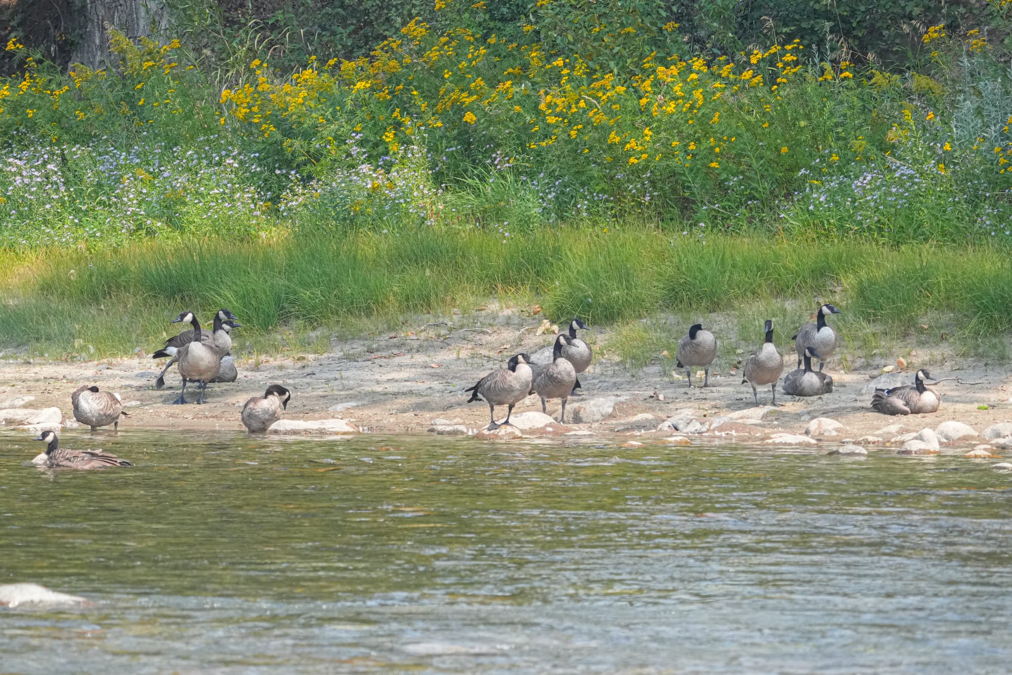 Canada geese