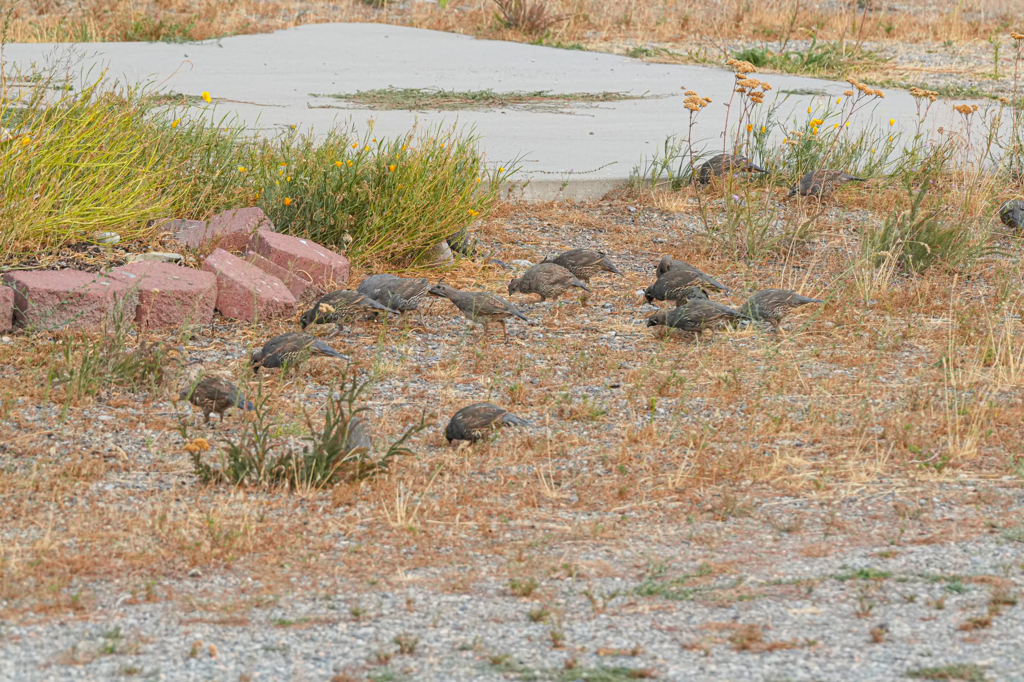 California quail