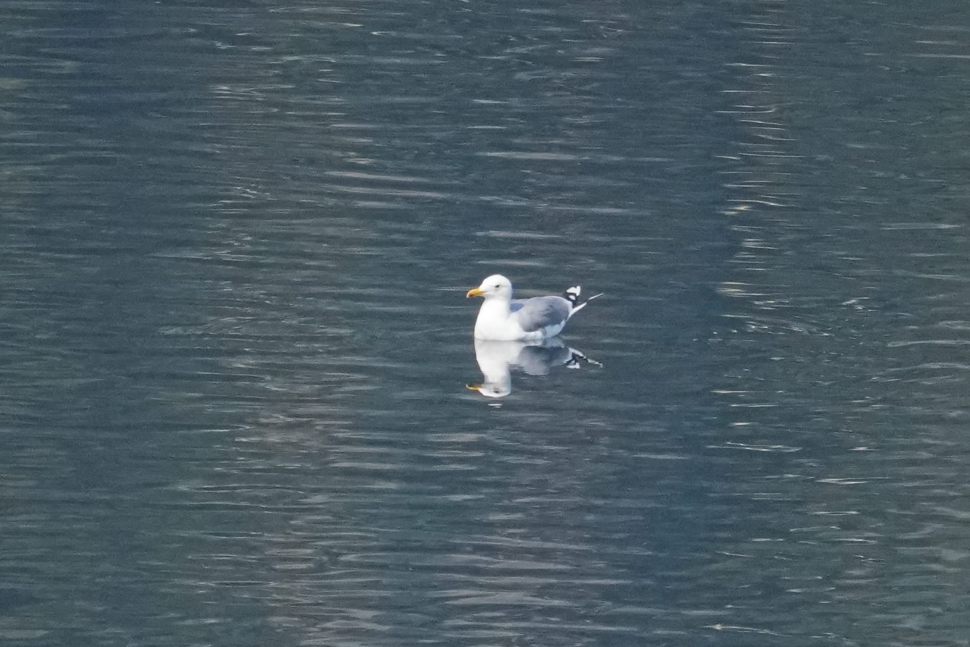 California gull