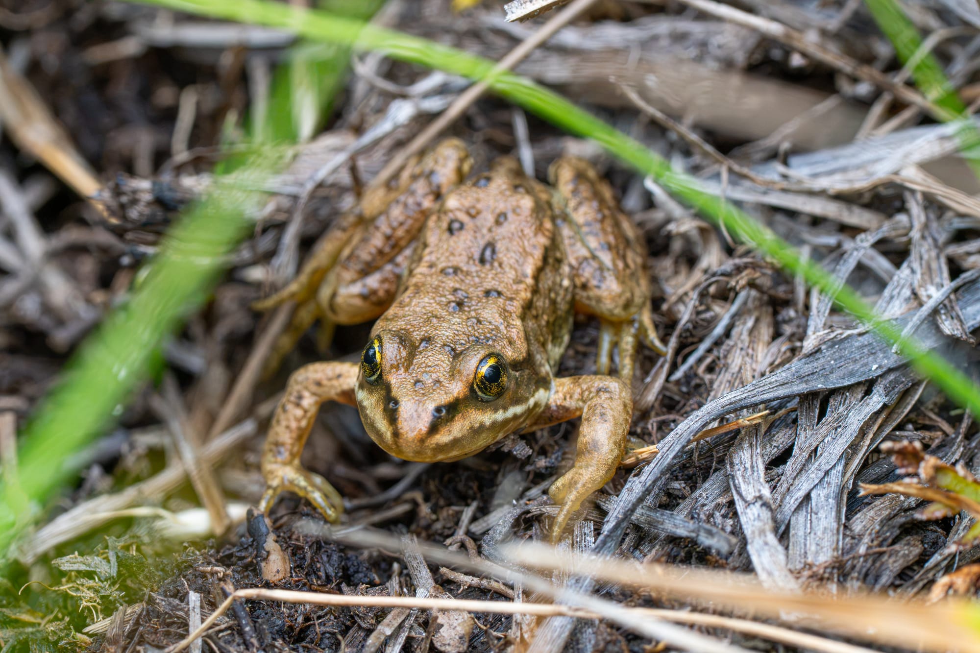 Columbian spotted frog