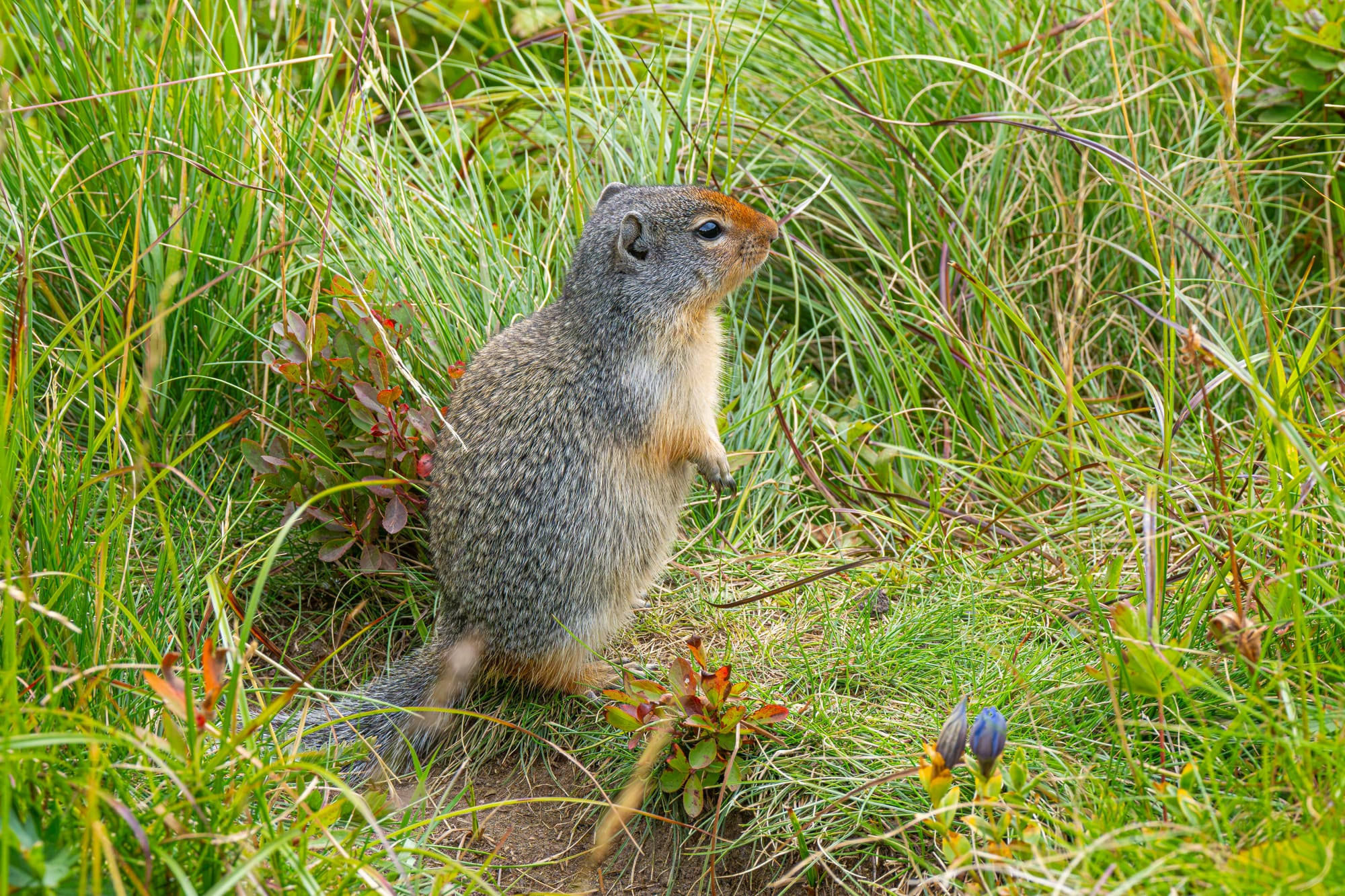Columbian ground squirrel