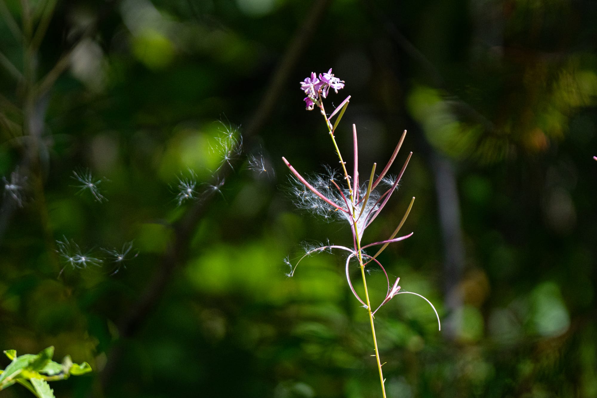 fireweed seeds