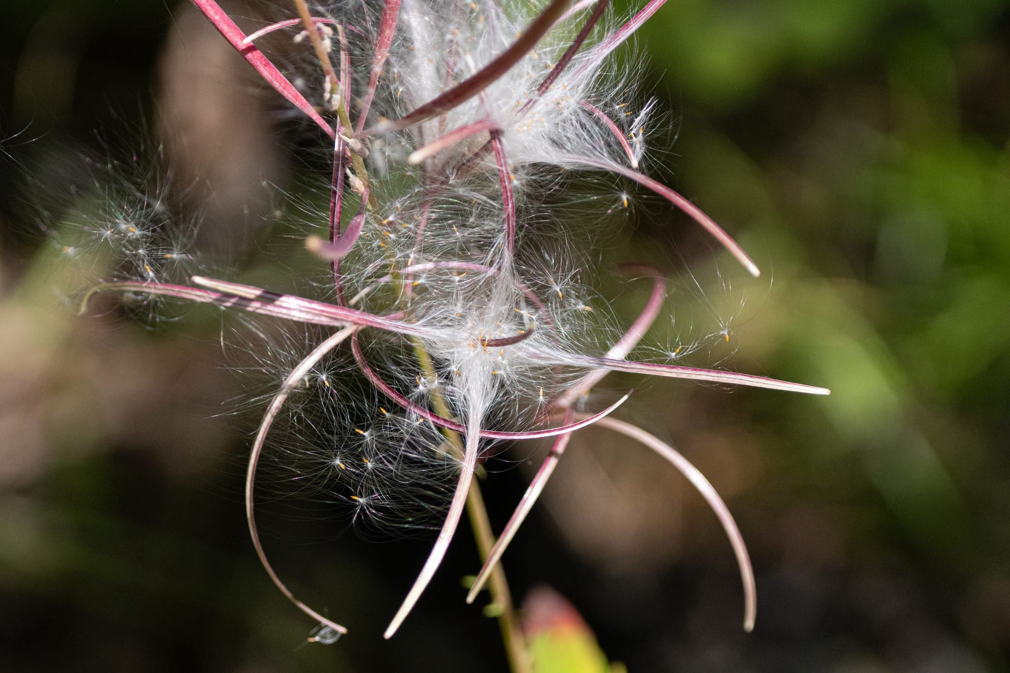 fireweed seeds