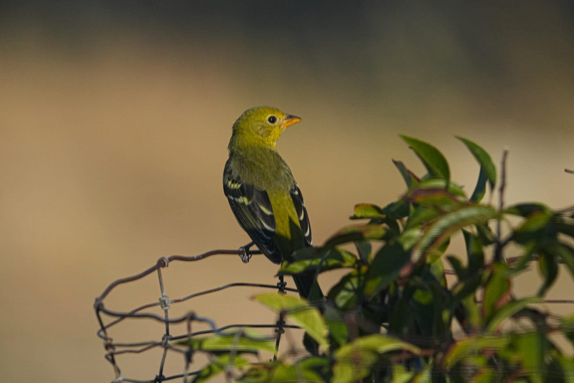 western tanager