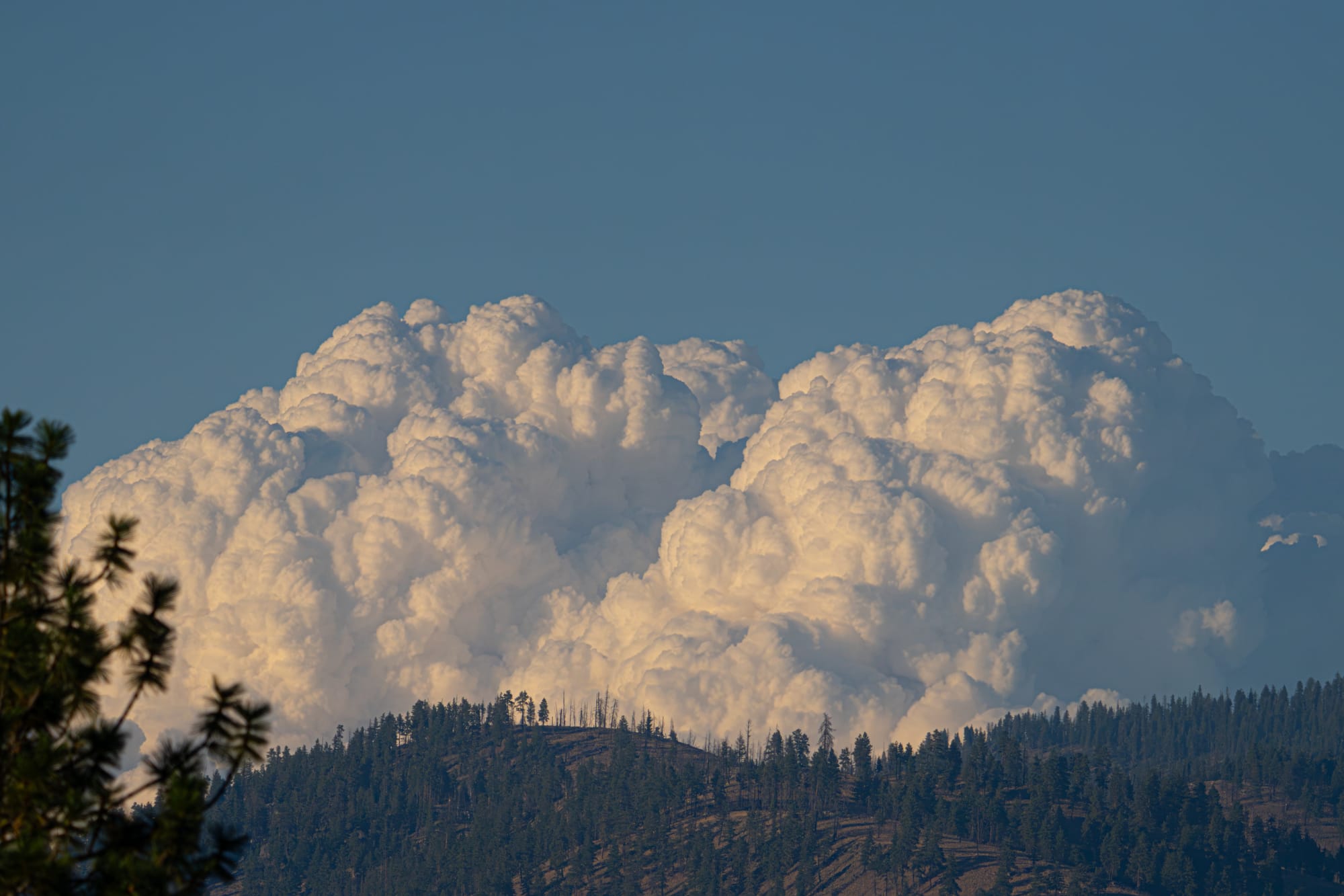 forest fire