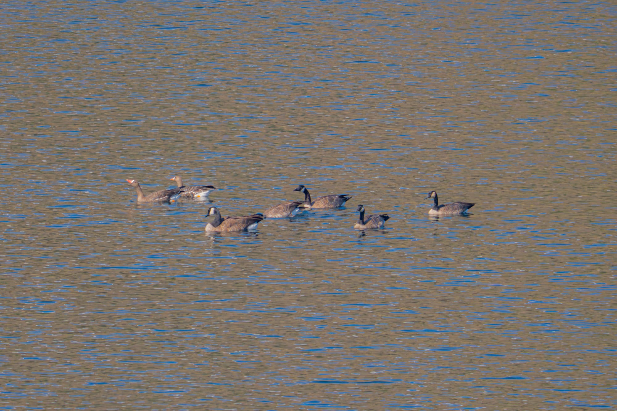 white-fronted geese with Canada geese