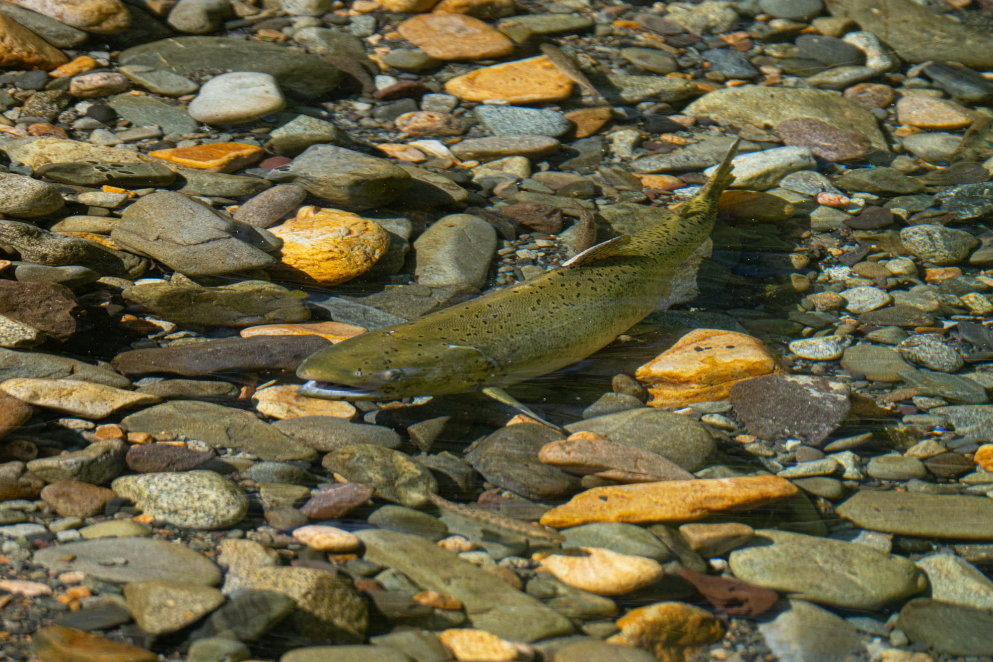 salmon