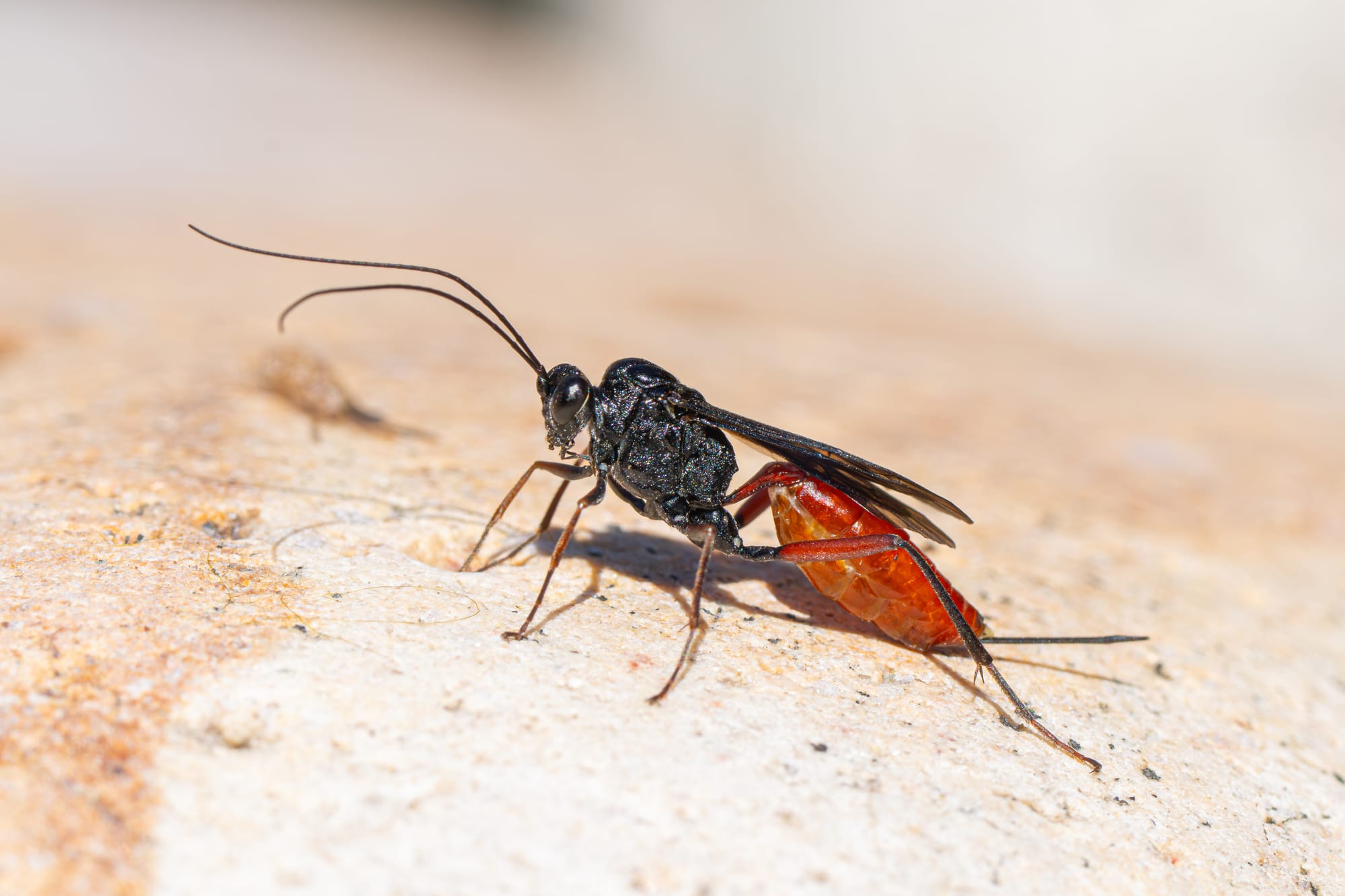 thread-waisted wasp