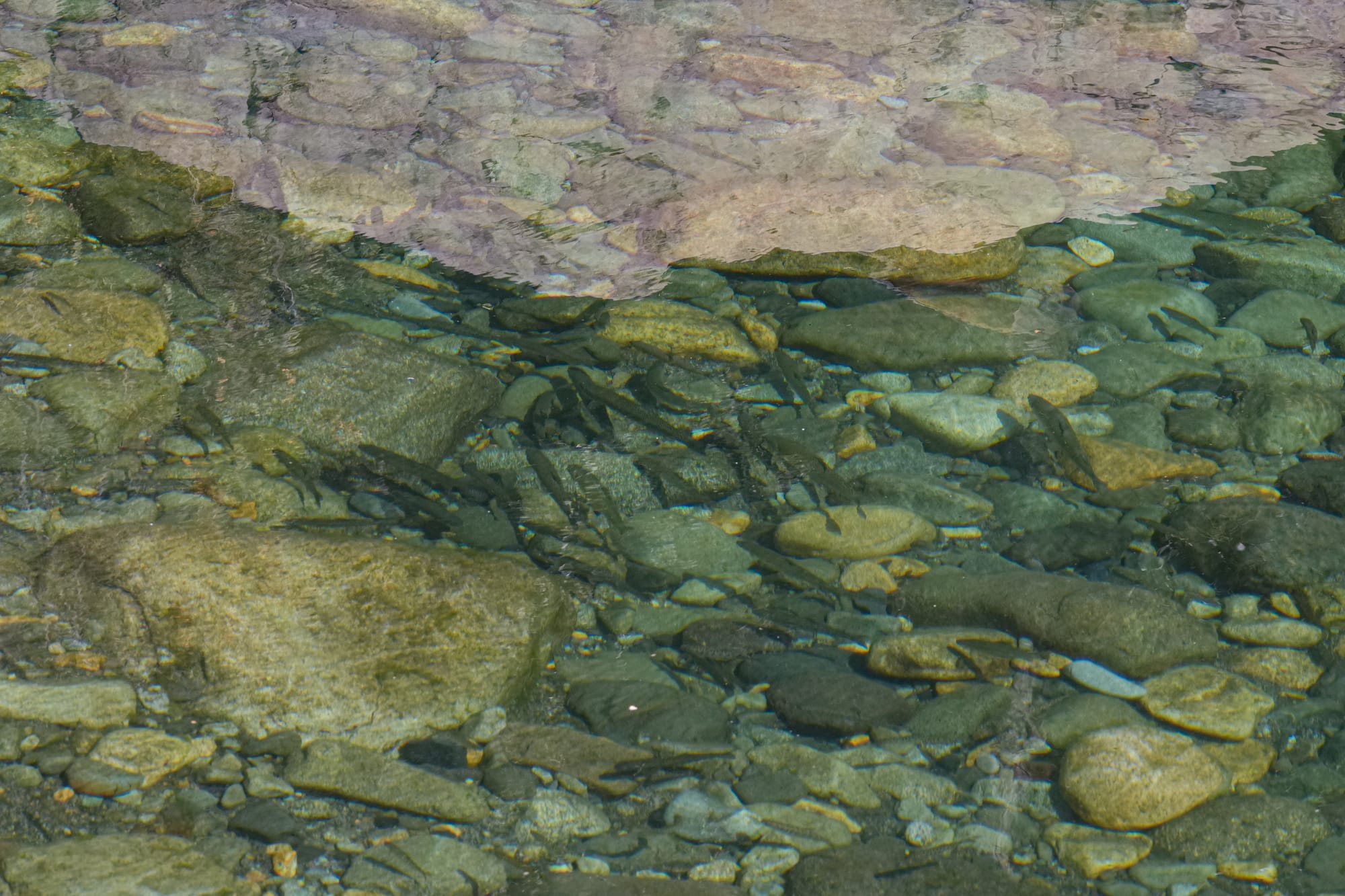 dozens of fish