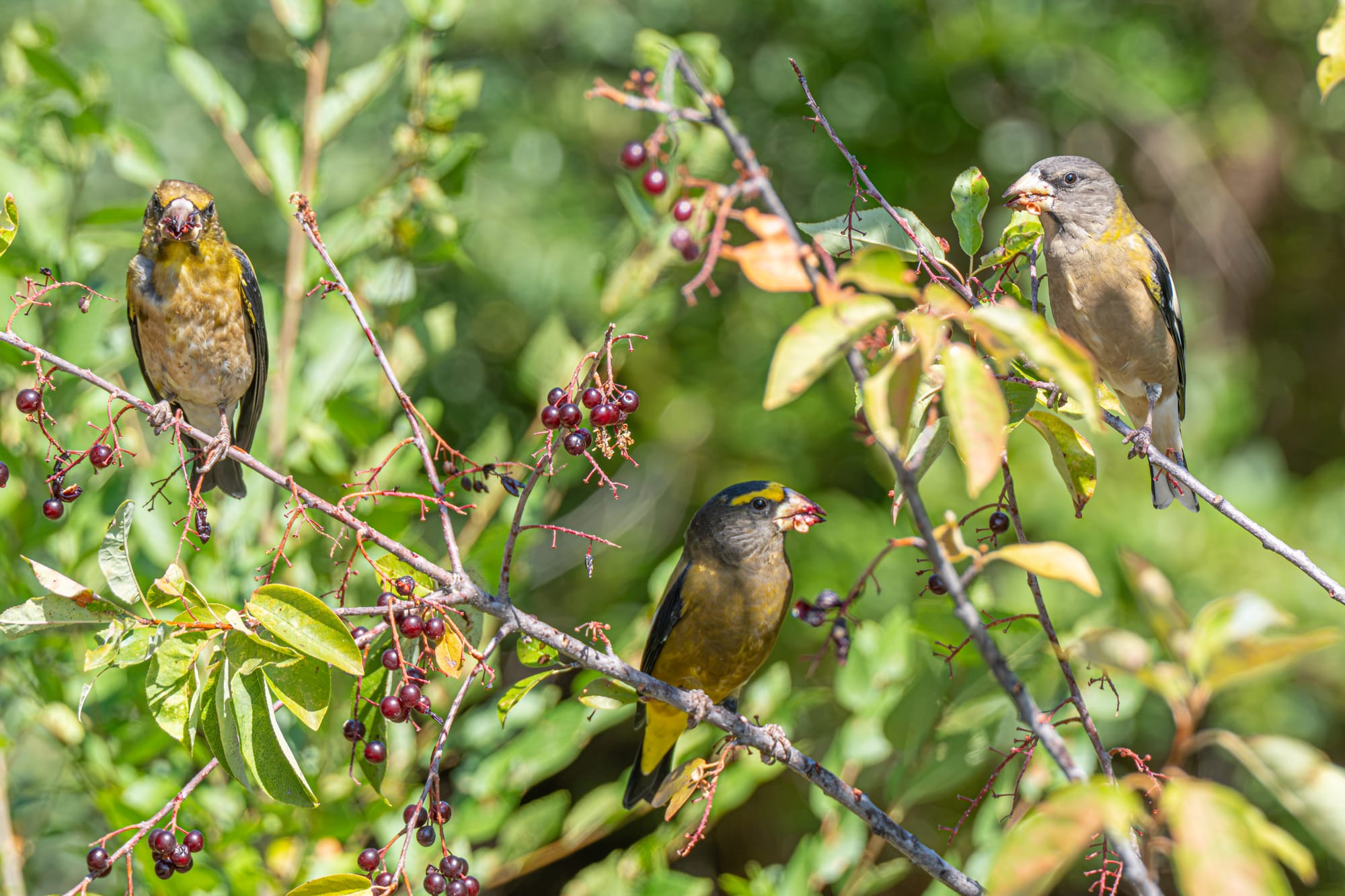 evening grosbeaks
