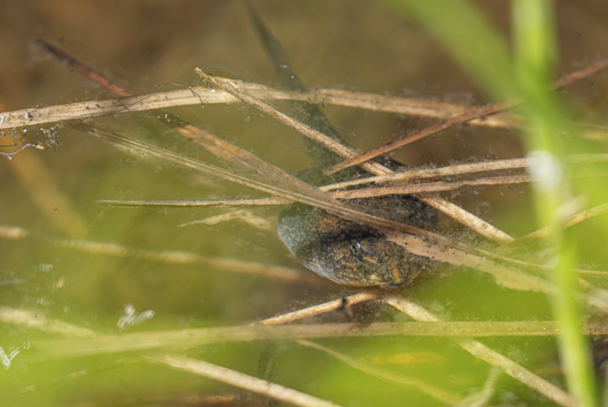 tadpole