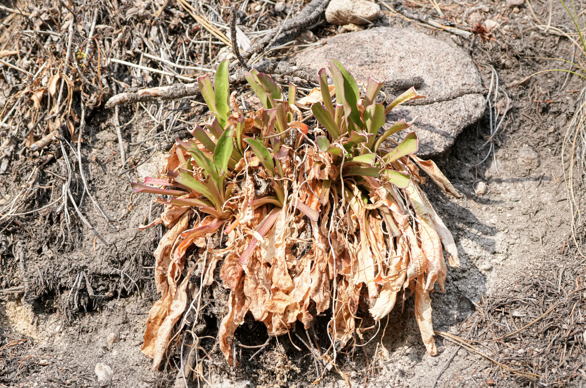 Tweedy's lewisia