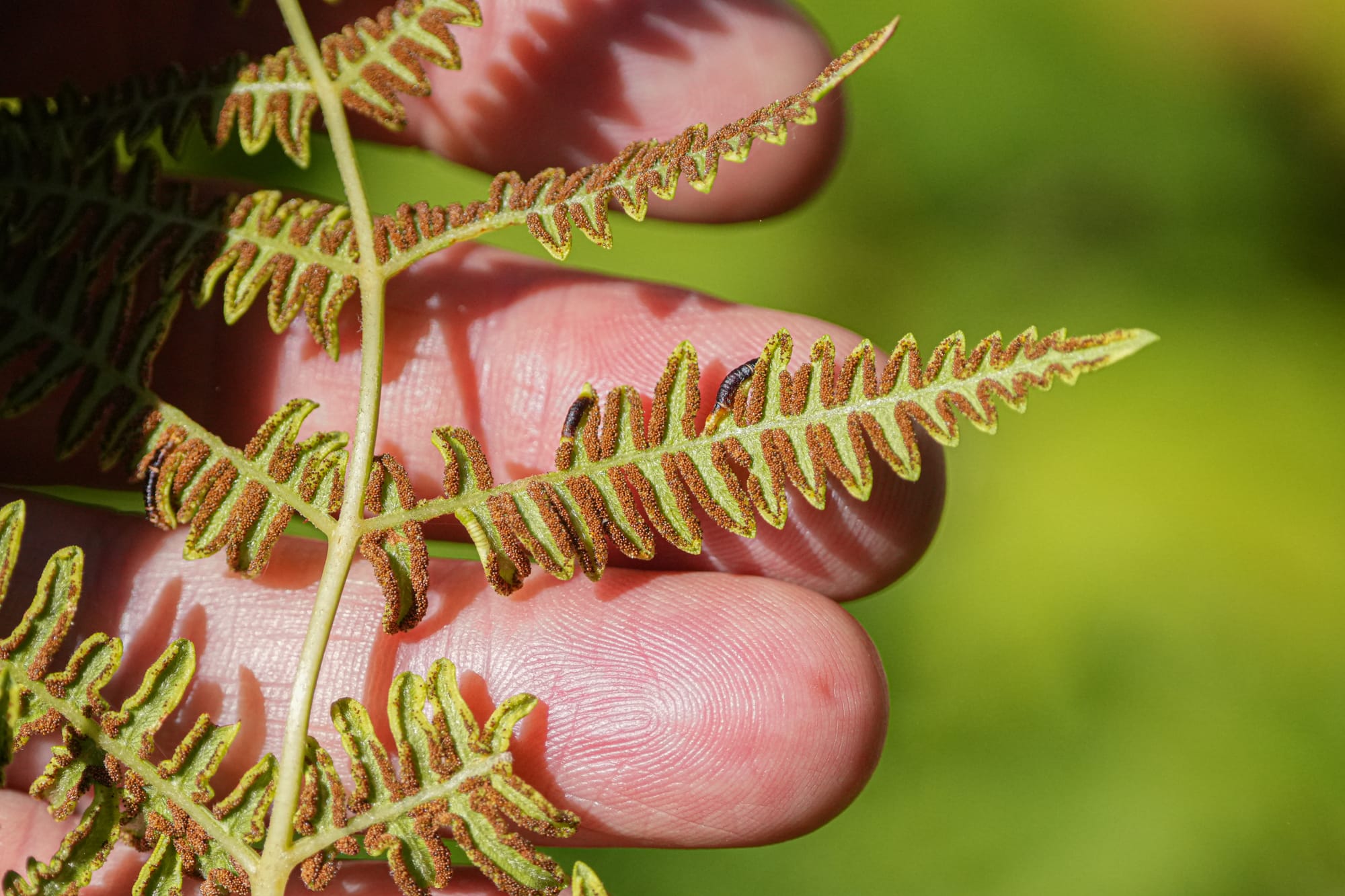 bracken fern