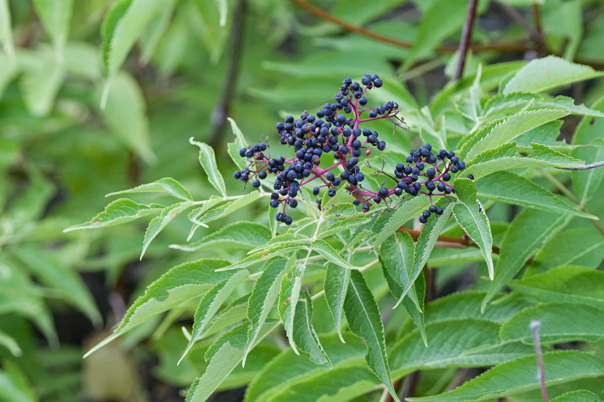 black elderberry