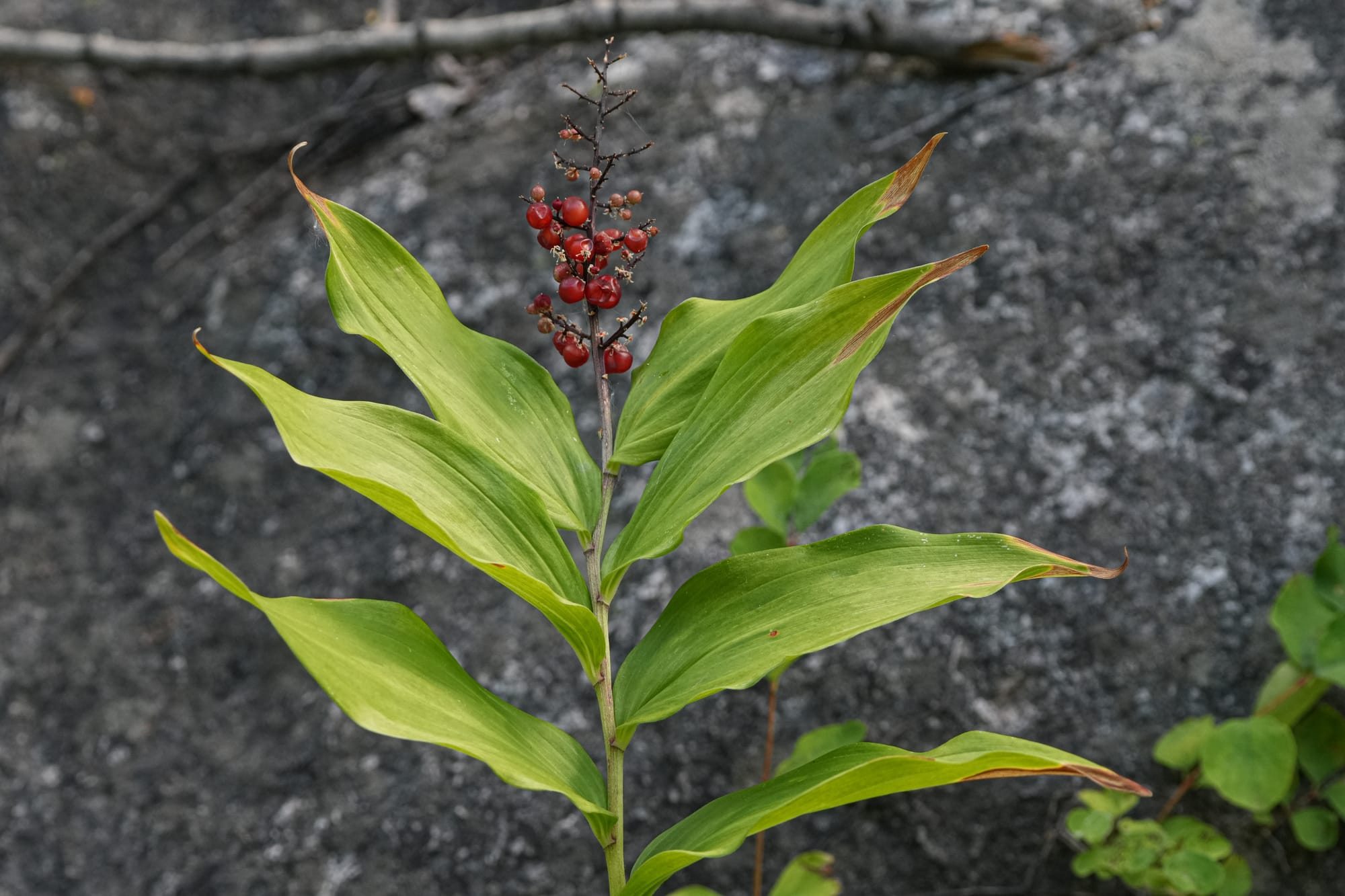 fall berries