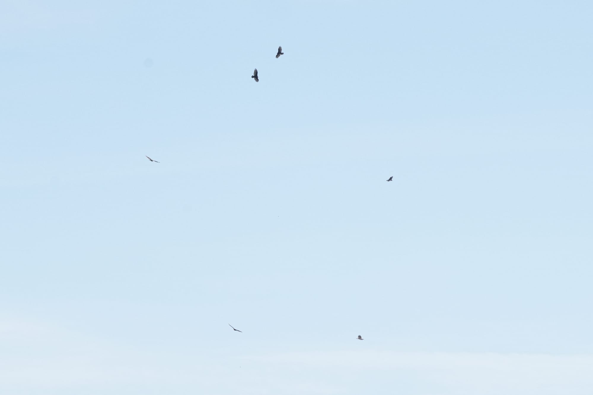 turkey vultures