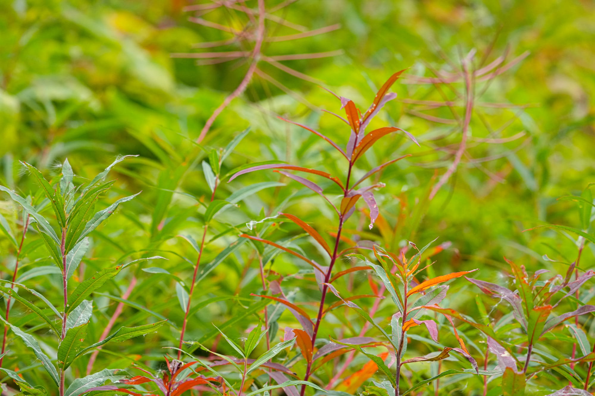 fireweed