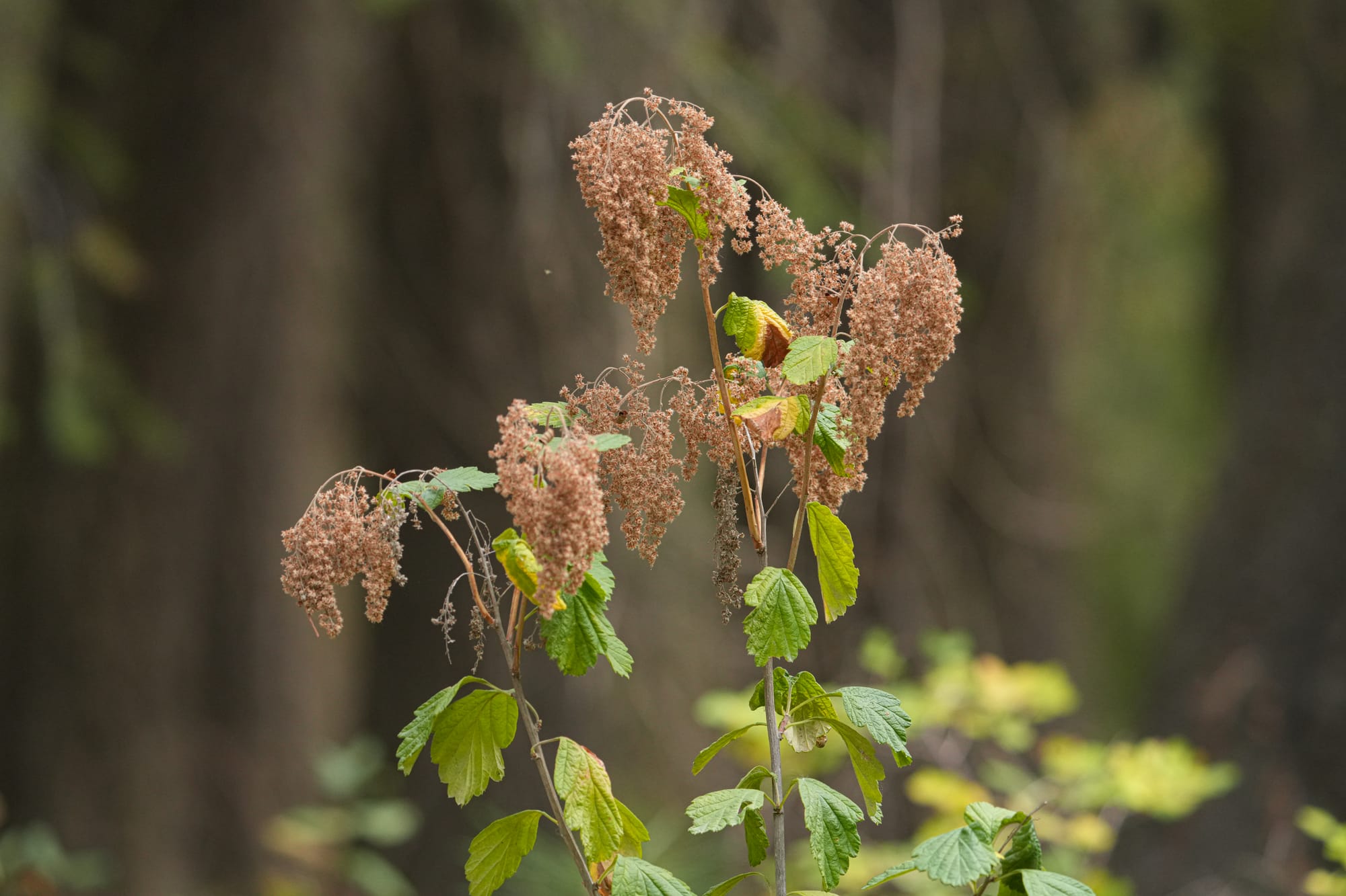 ocean spray fruits