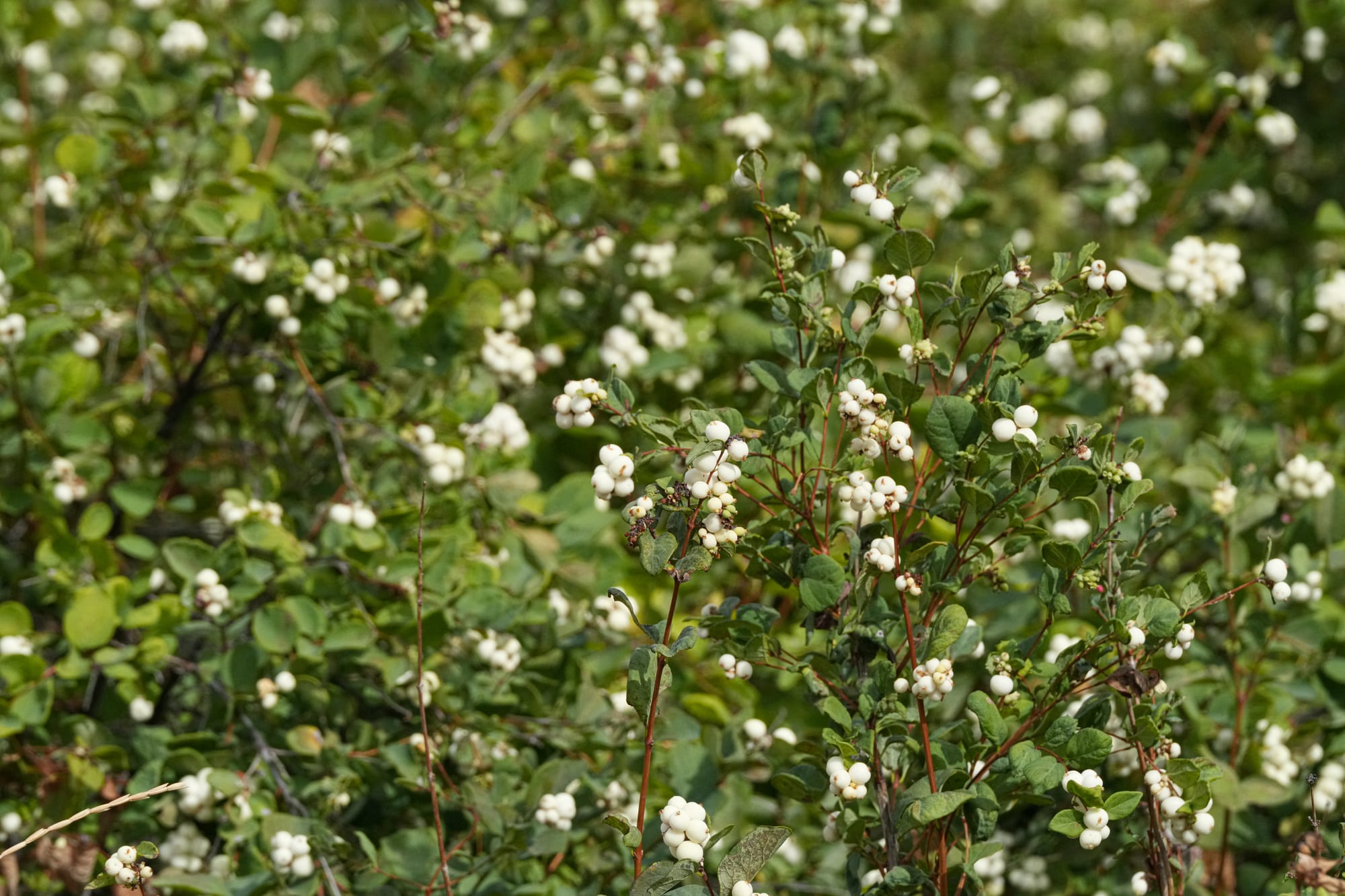 snowberries