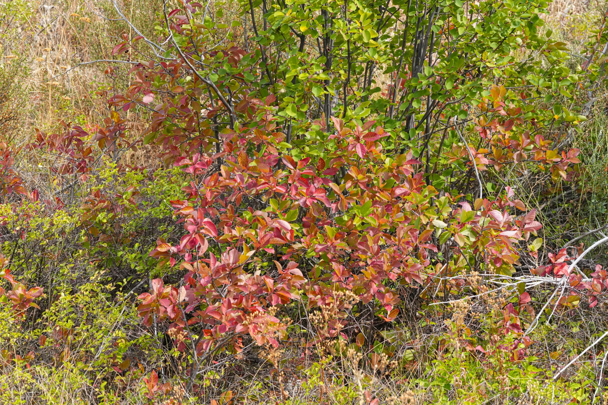 chokecherry