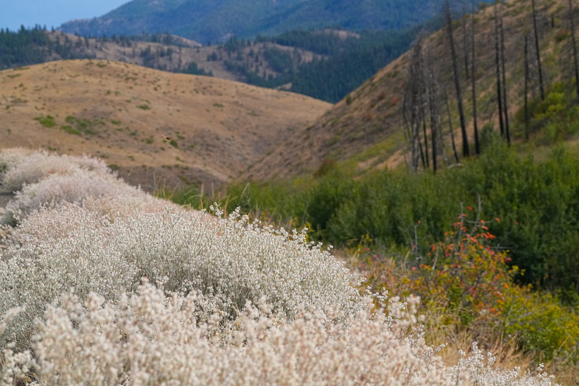 snow buckwheat