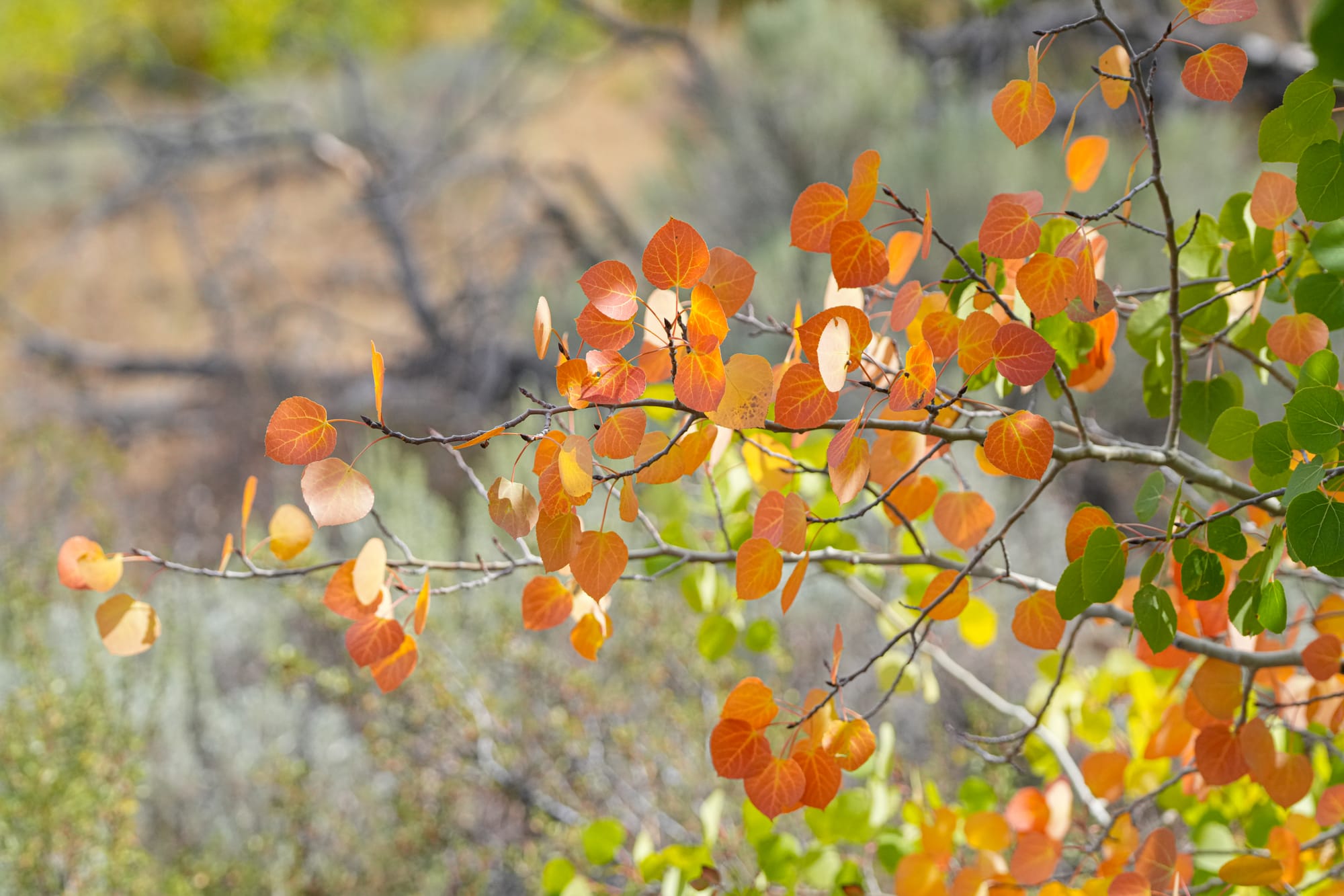 aspen leaves