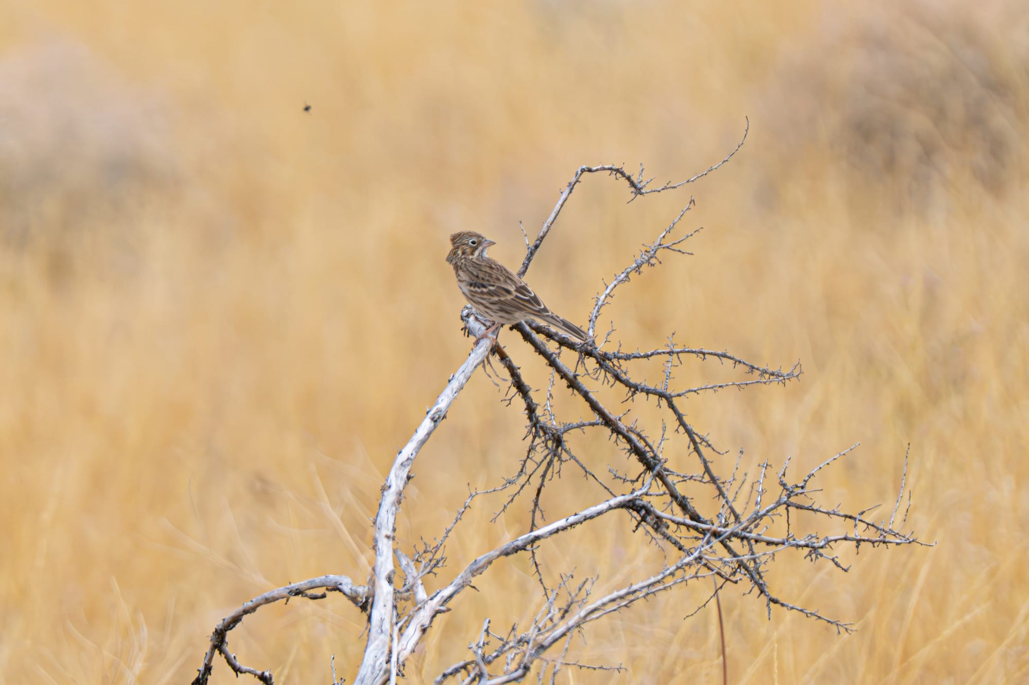 vesper sparrow