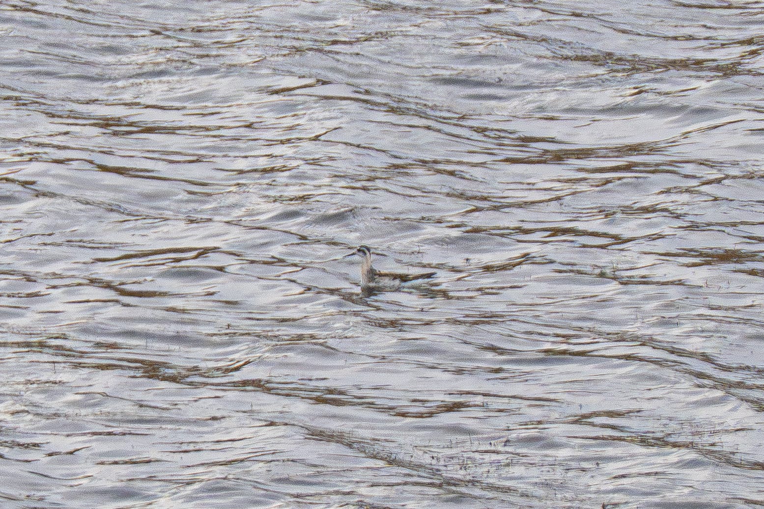 red-necked phalarope
