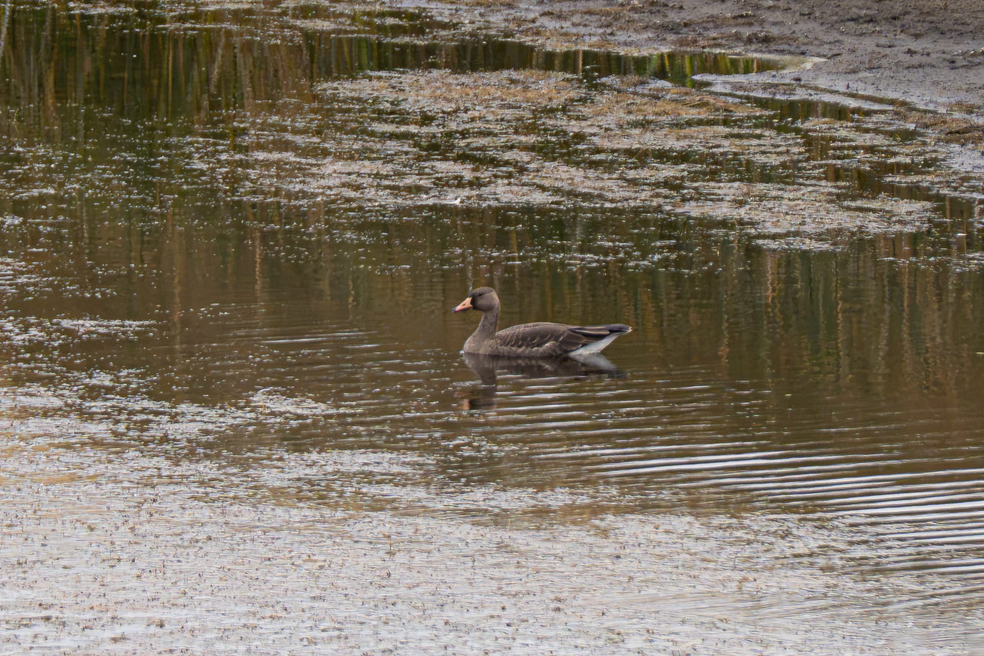 white-fronted goose