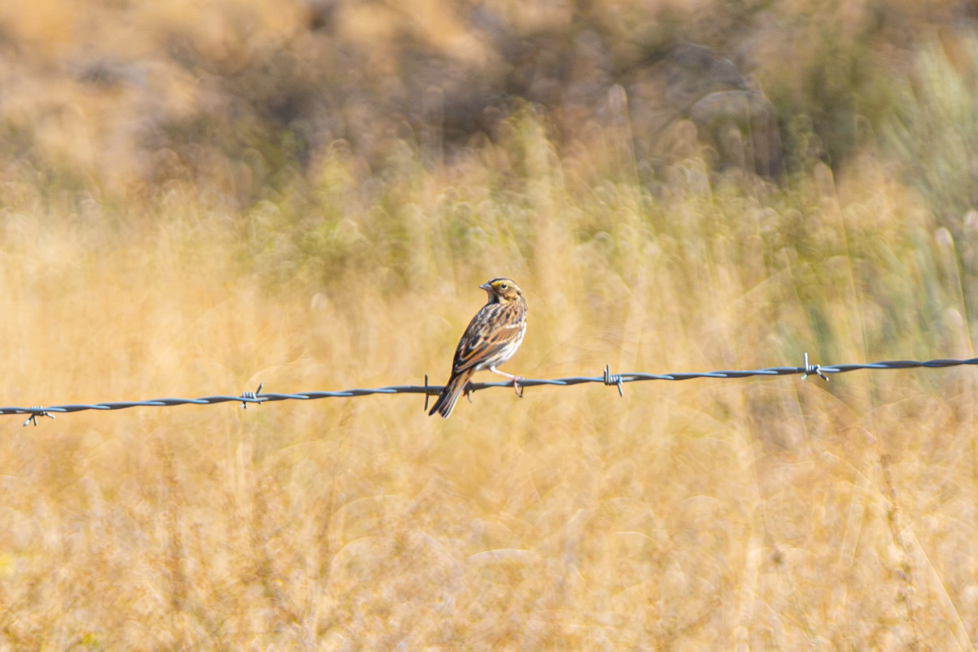 savannah sparrow
