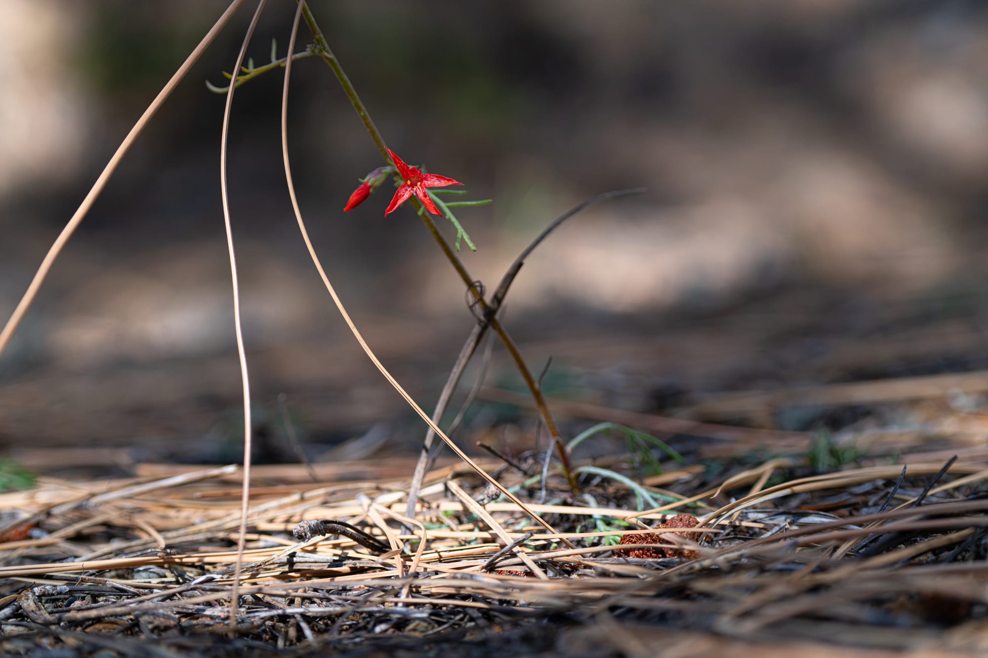 scarlet gilia