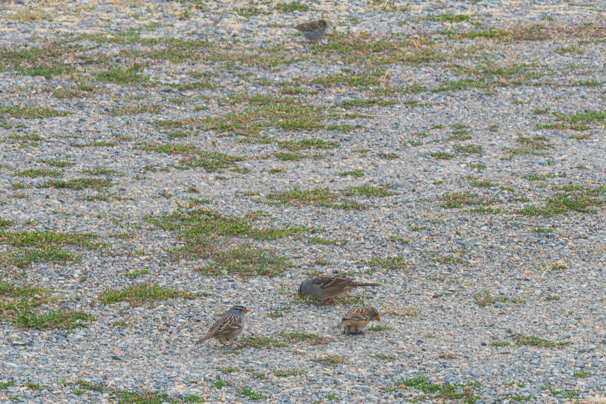 white-crowned sparrows