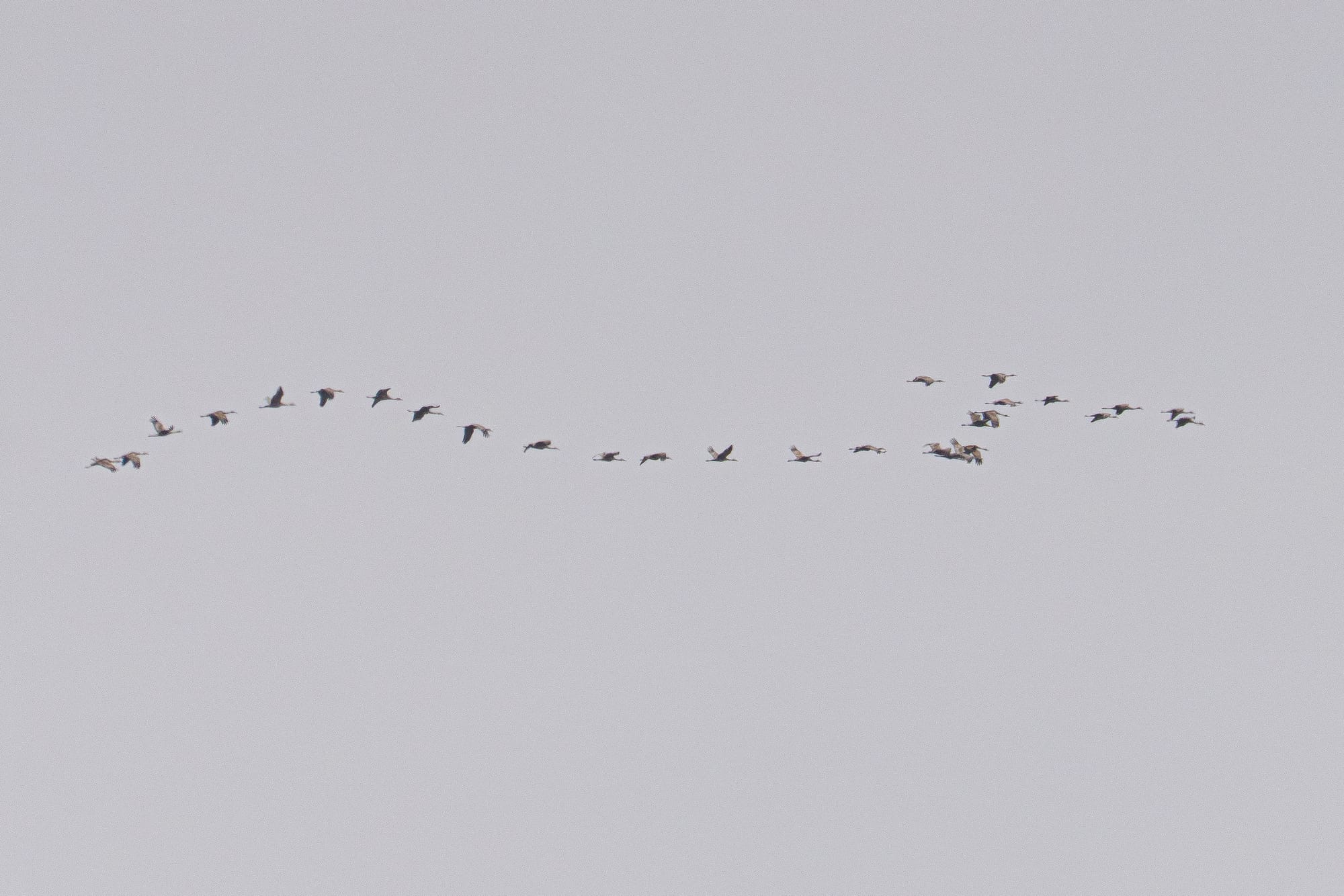 sandhill cranes