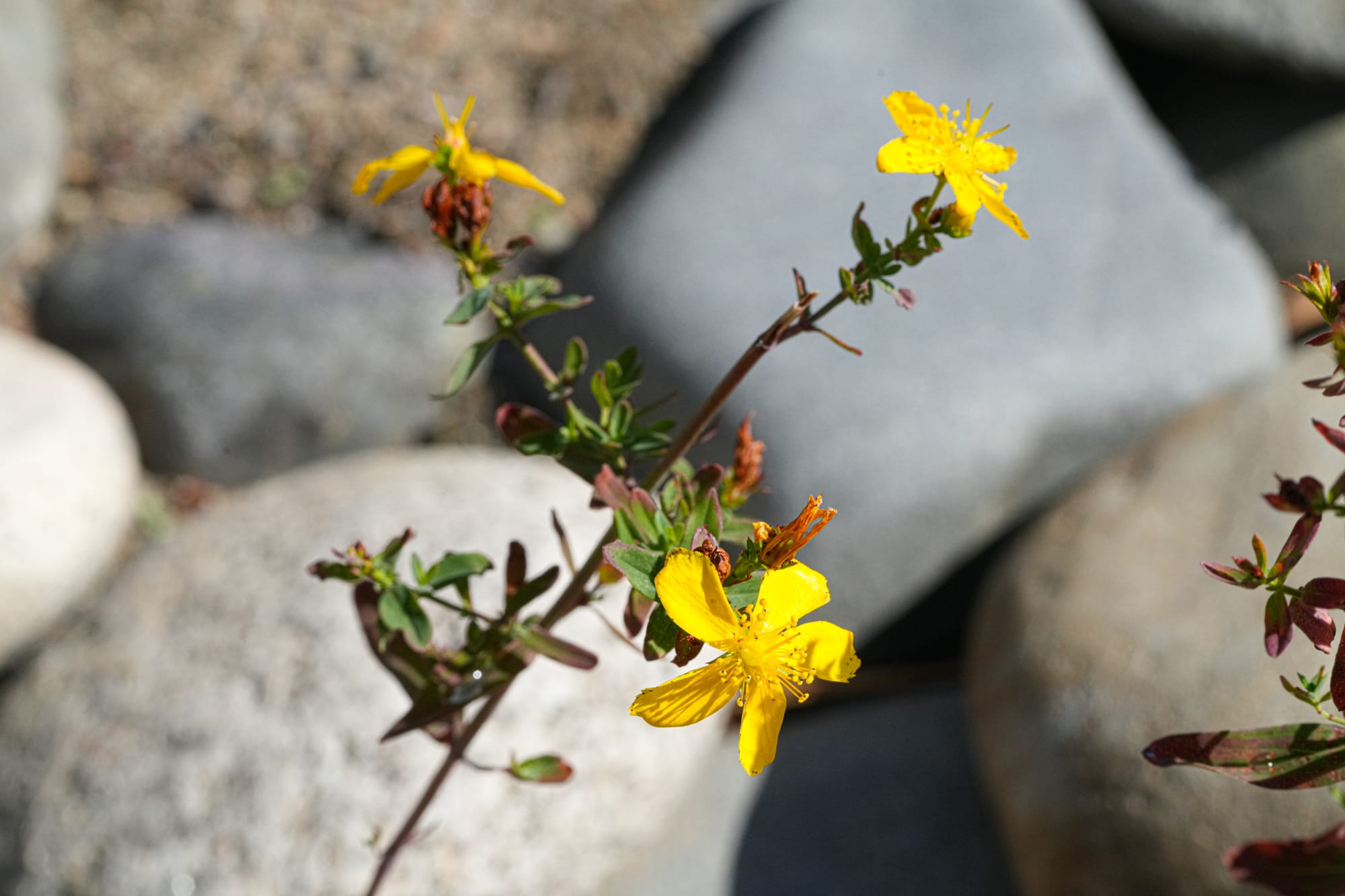 St. John's wort