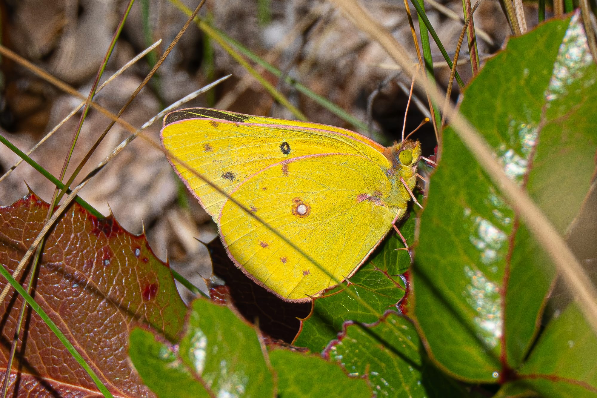 sulphur butterfly