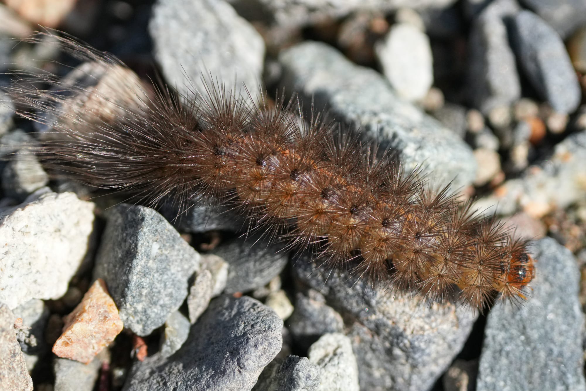 caterpillar