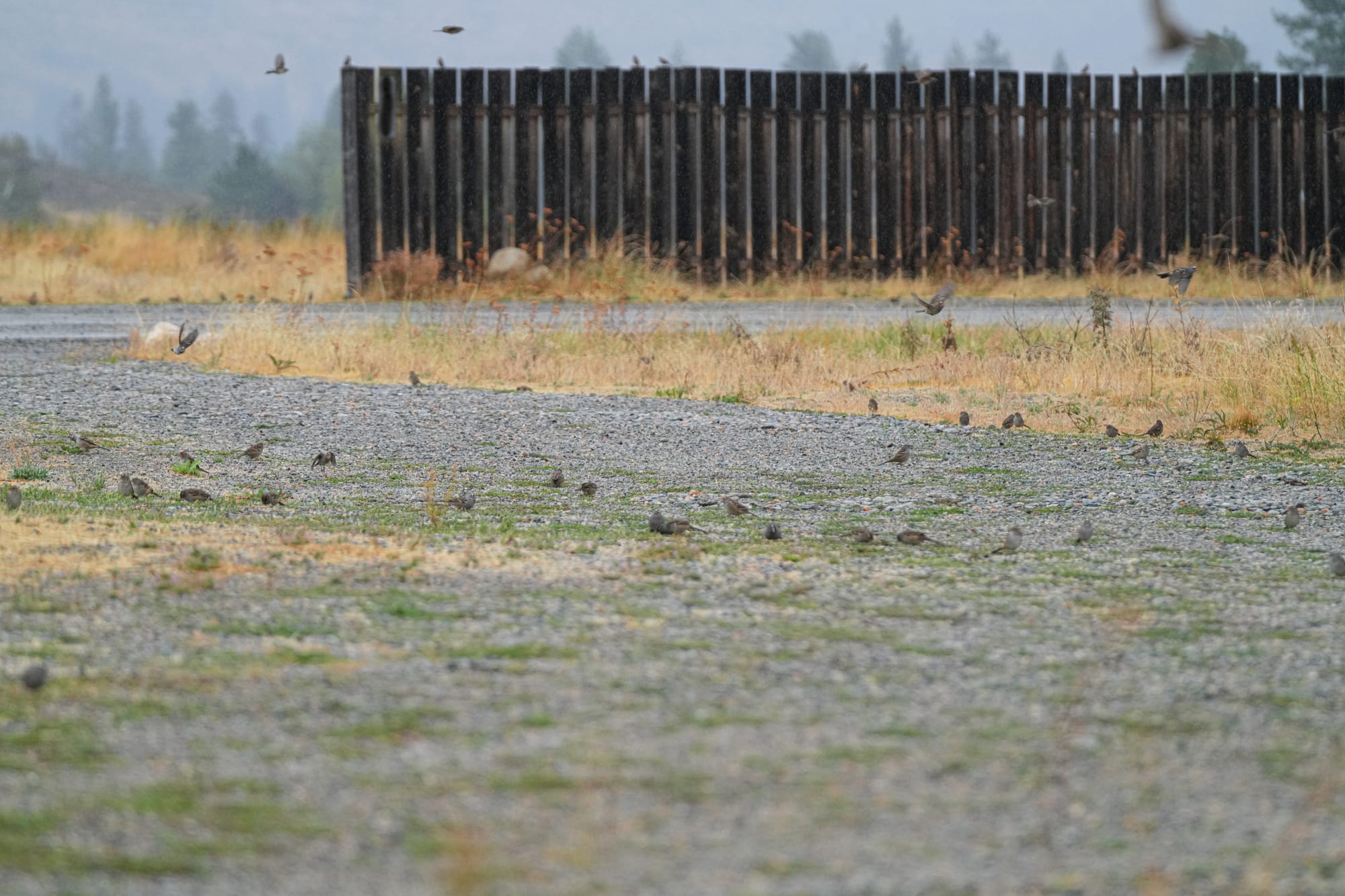 white-crowned sparrows