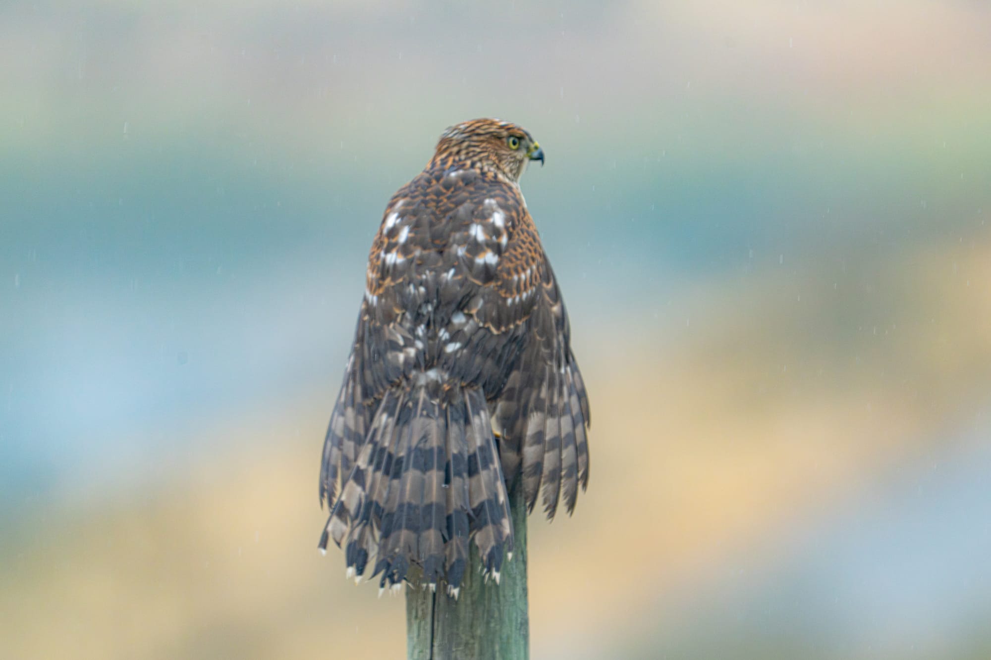 Cooper's hawk