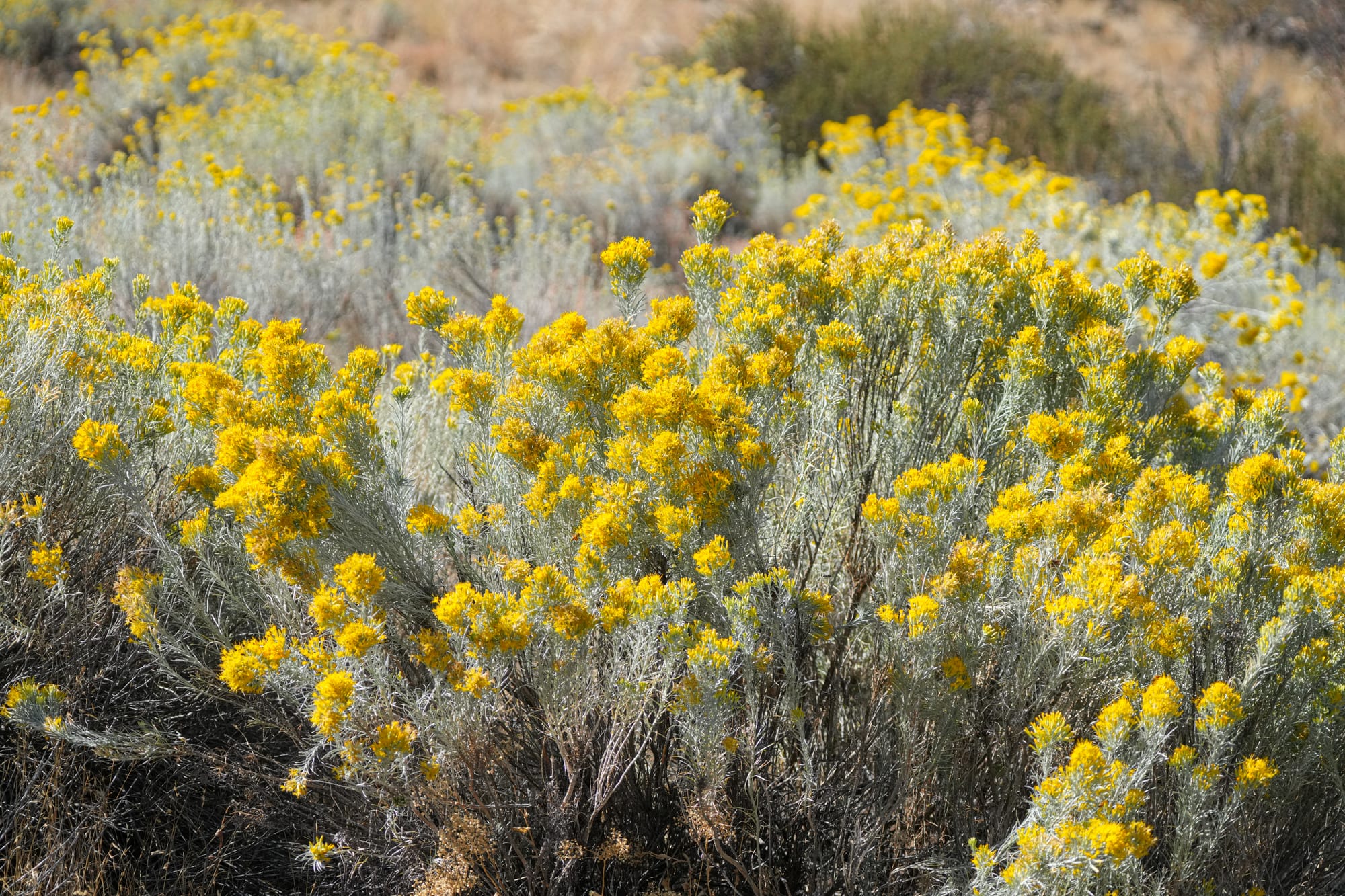flowering rabbitbrush