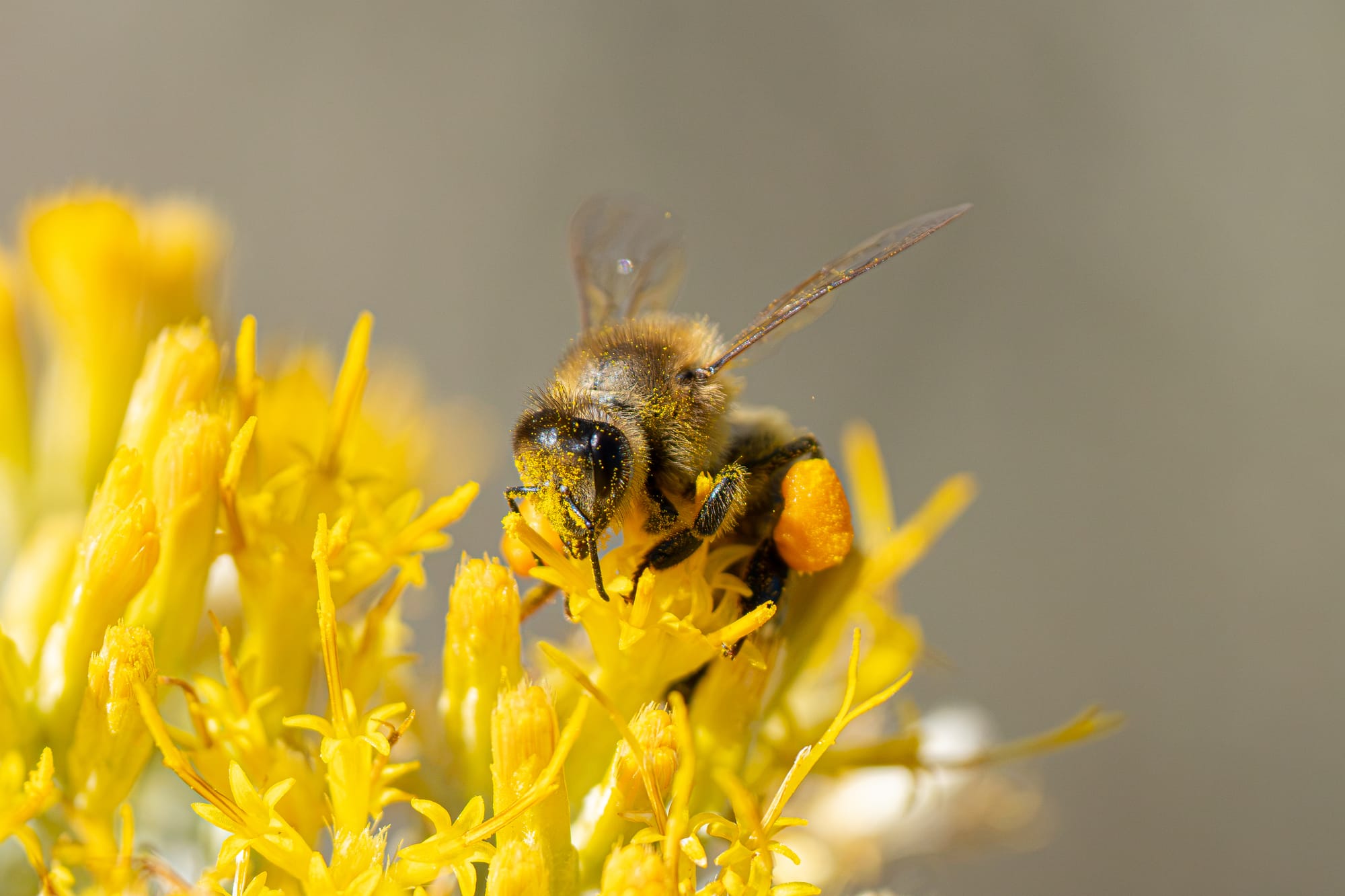 honeybee