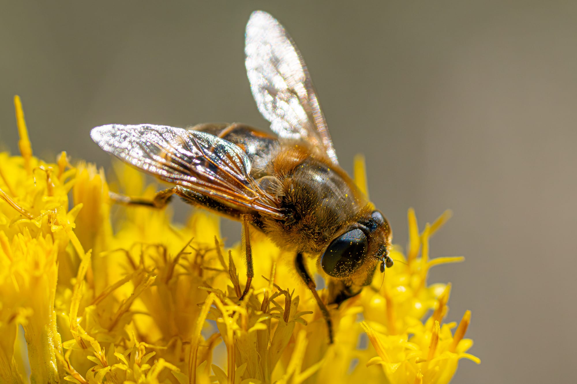 fly on flowers