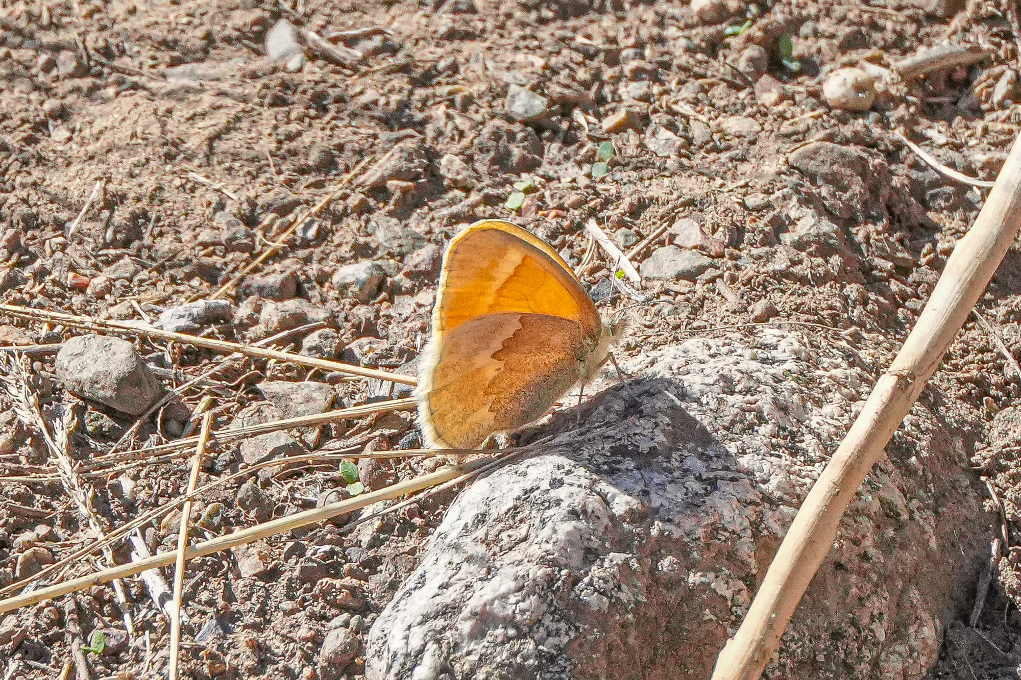Ochre ringlet