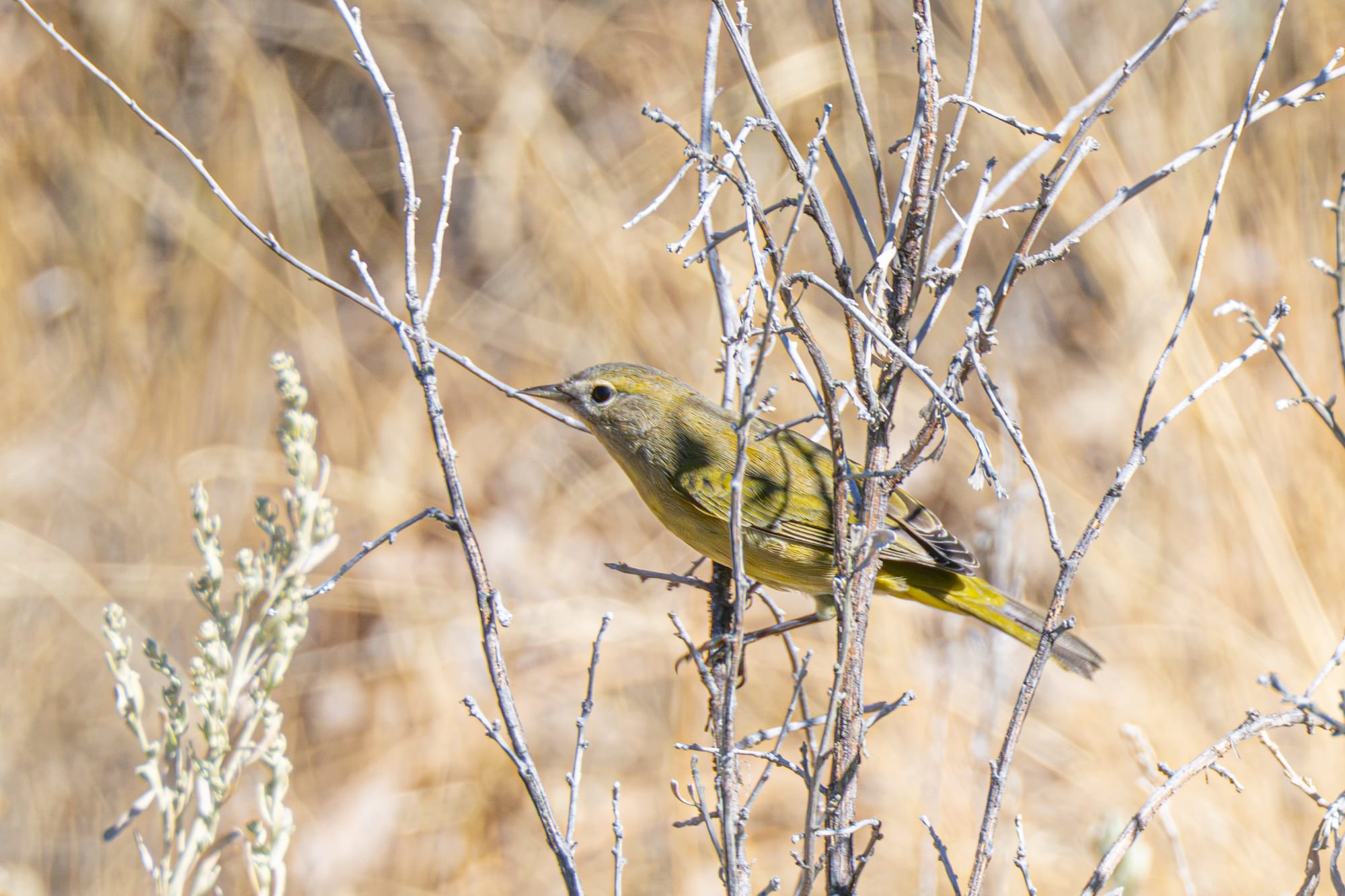 yellow warbler