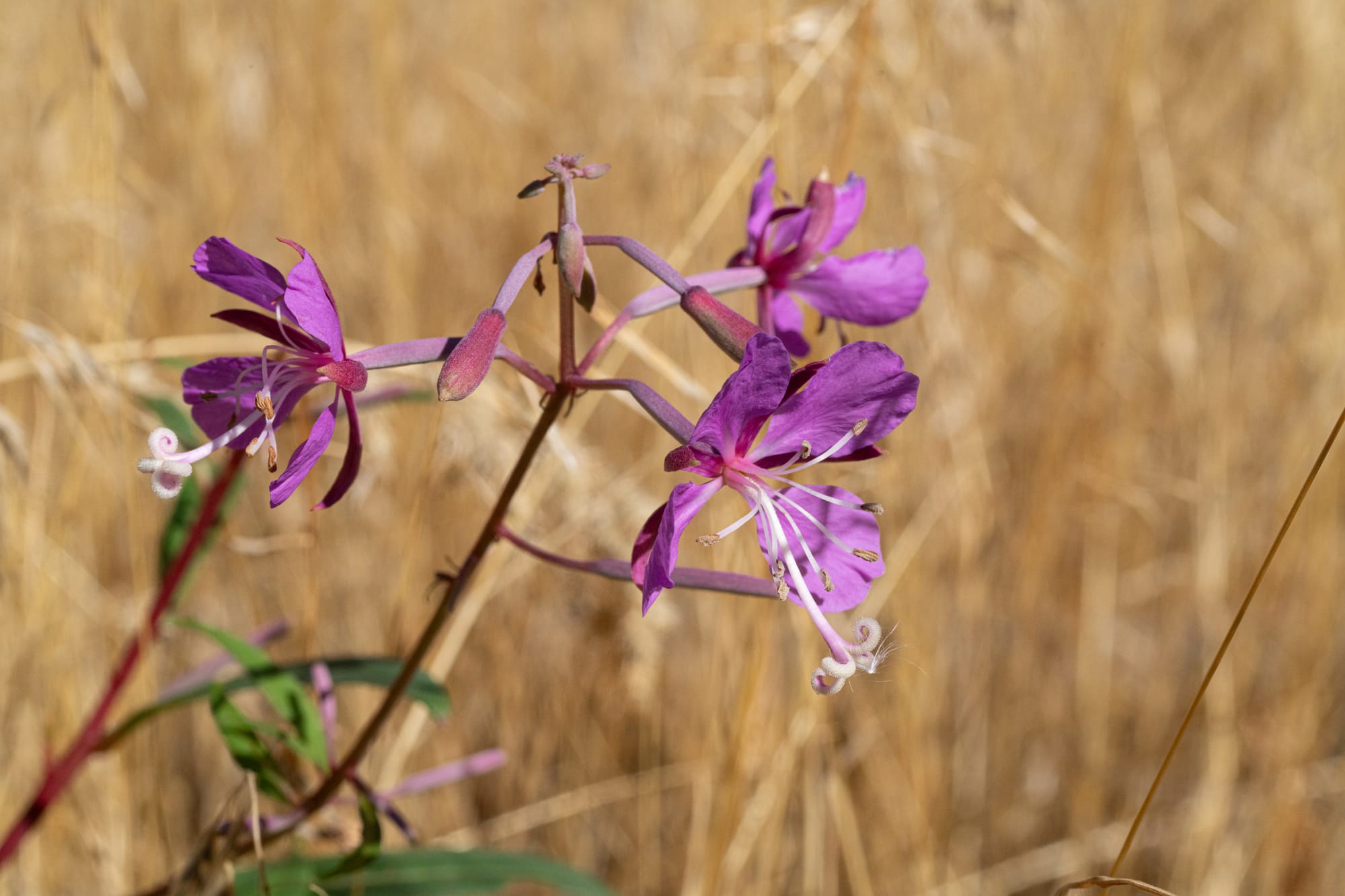 diamond clarkia